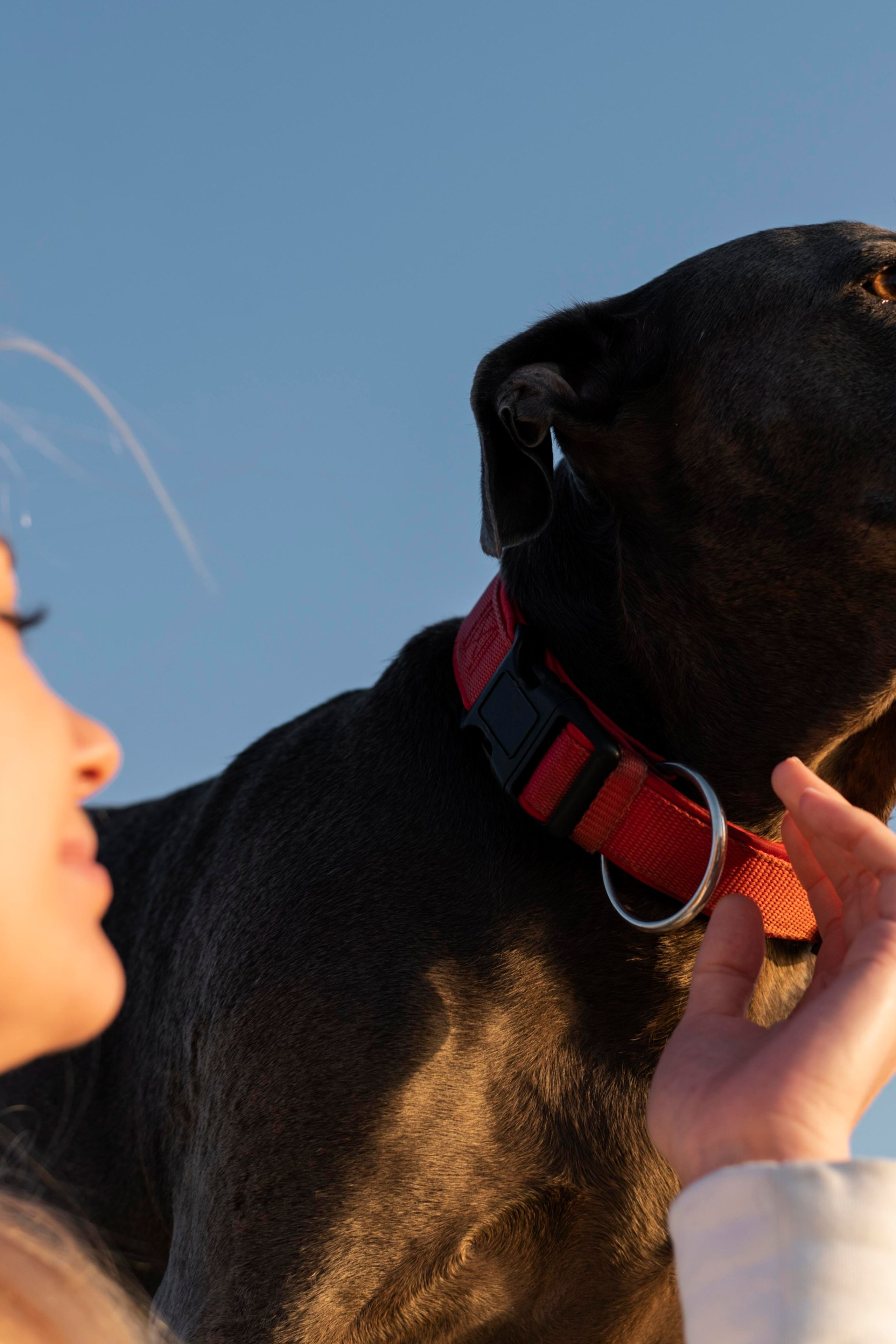 Референс для стильных товаров для животных с яркими цветами.