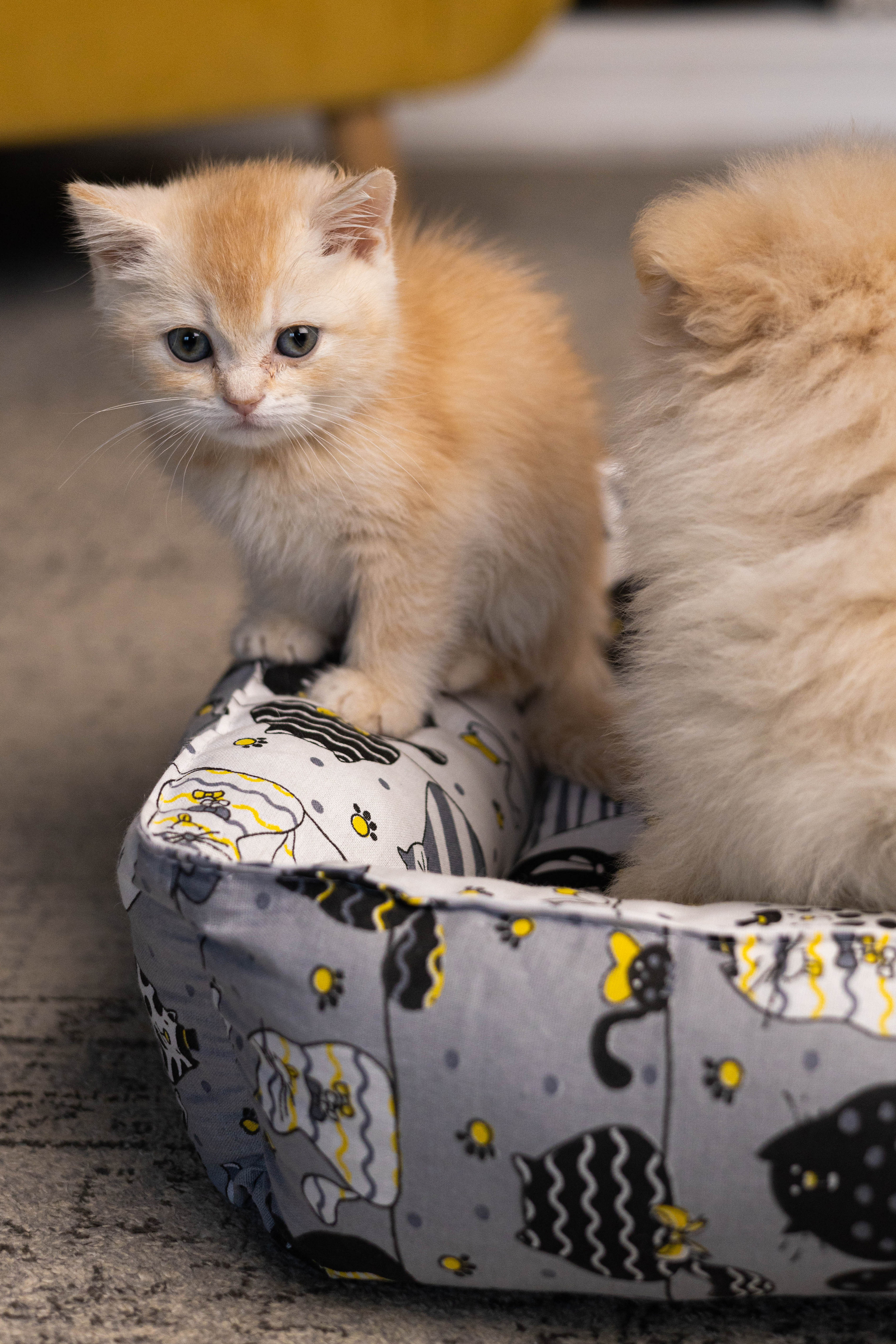 Портфолио.Съемки с кошками для маркетплейсов | Sale Easy