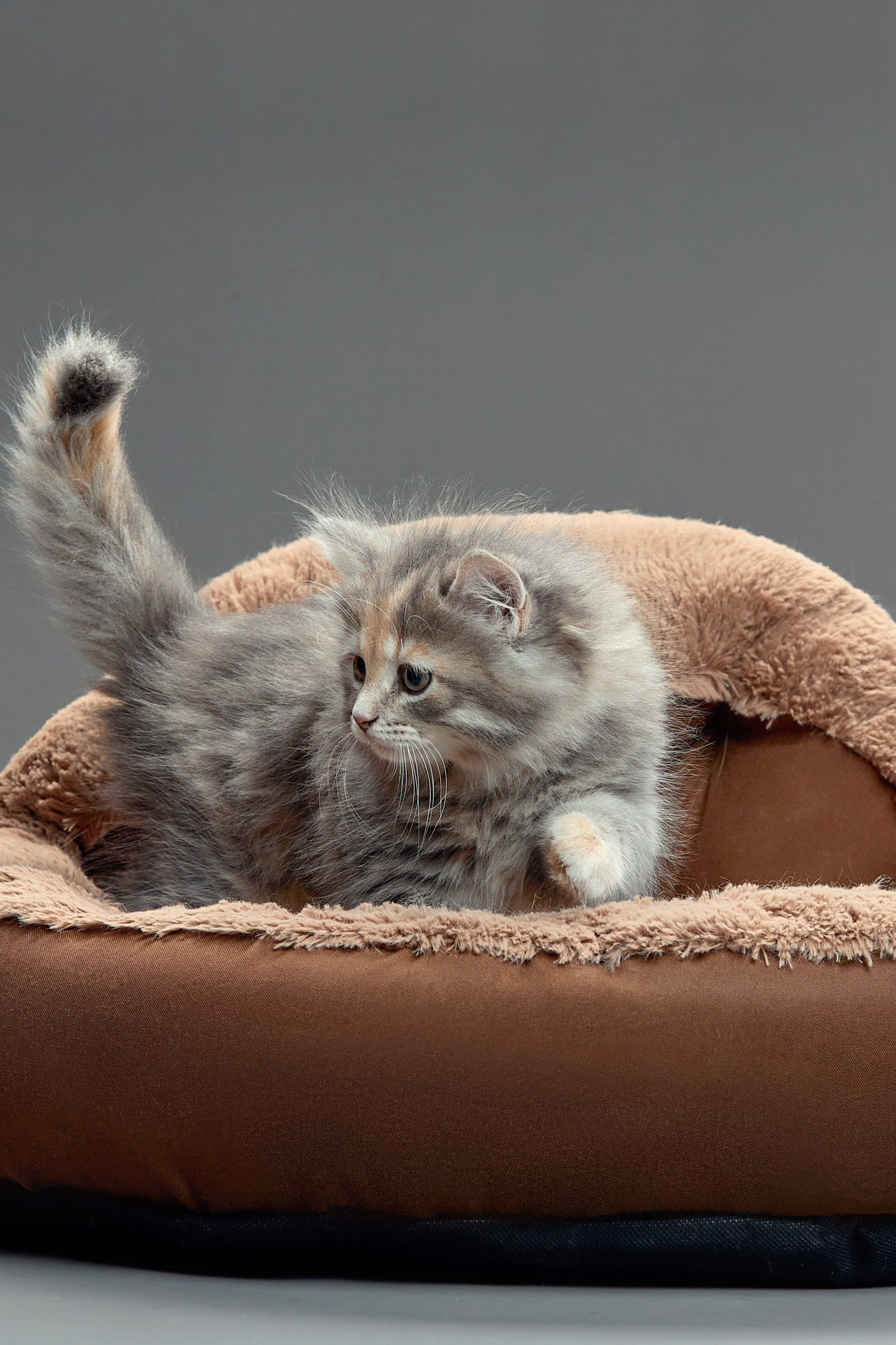 Товары для животных с заботой о комфорте и безопасности.