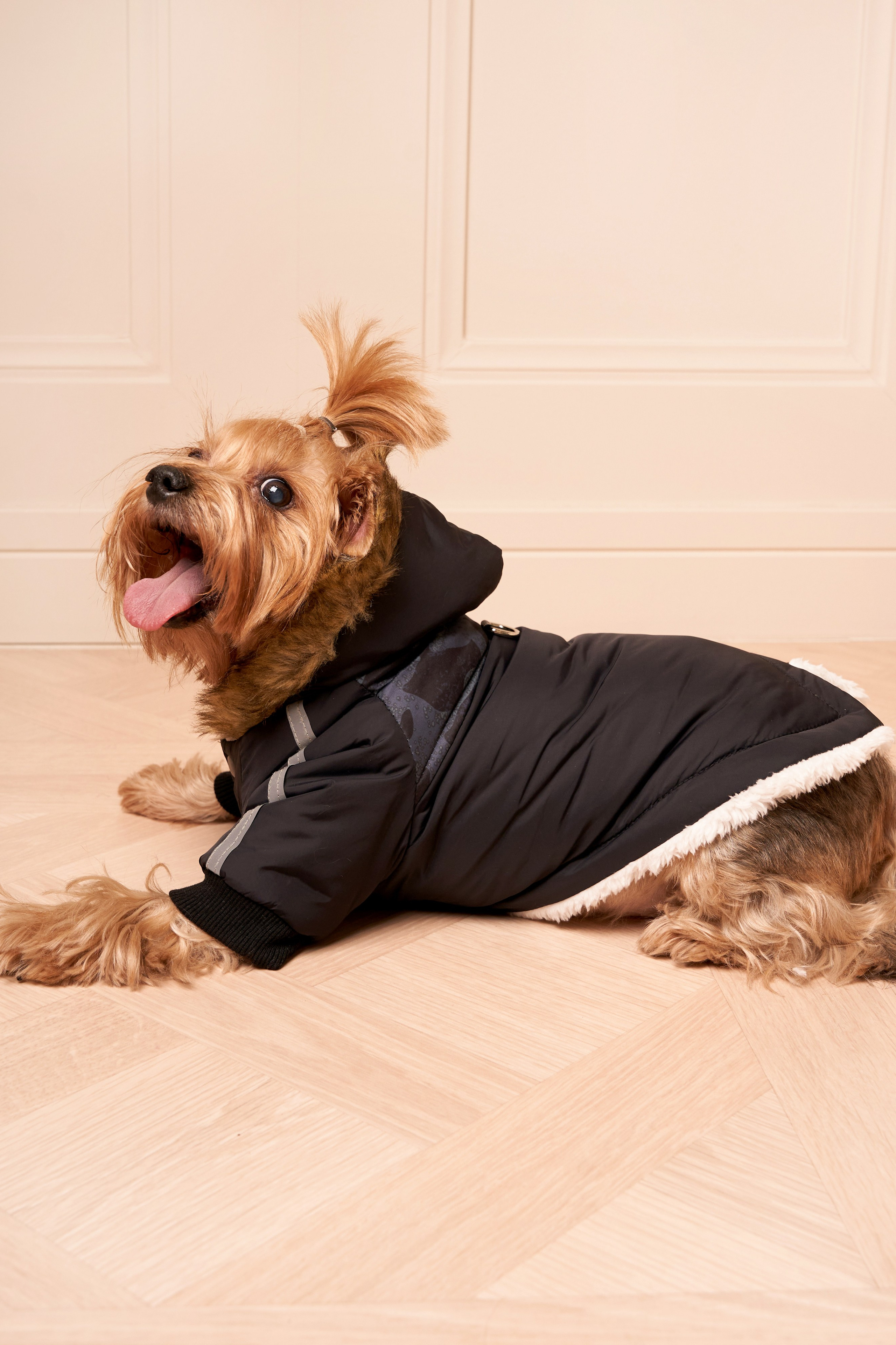 Йоркширский терьер — Оскар | id 26707