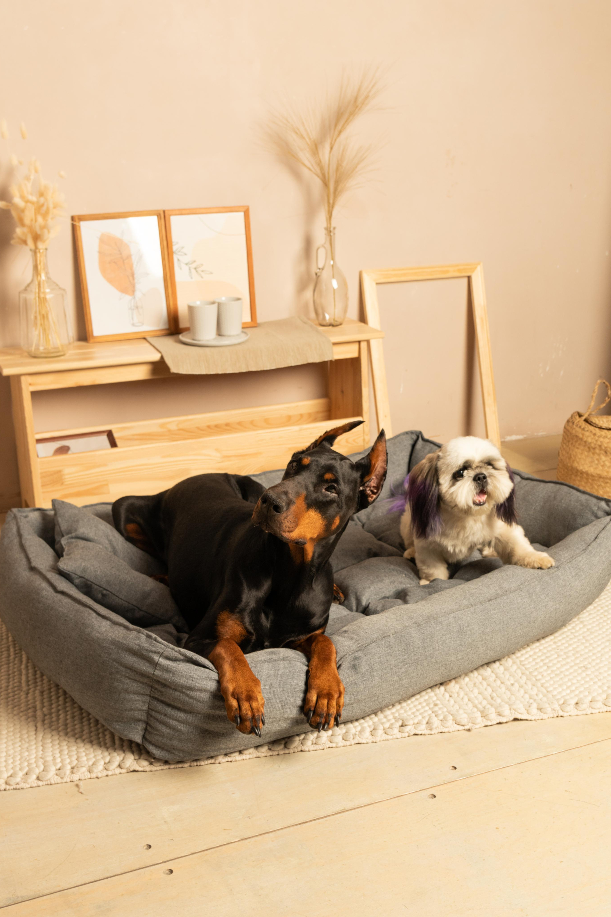 Модель Доберман для предметной съемки Н.Новгород | Sale Easy