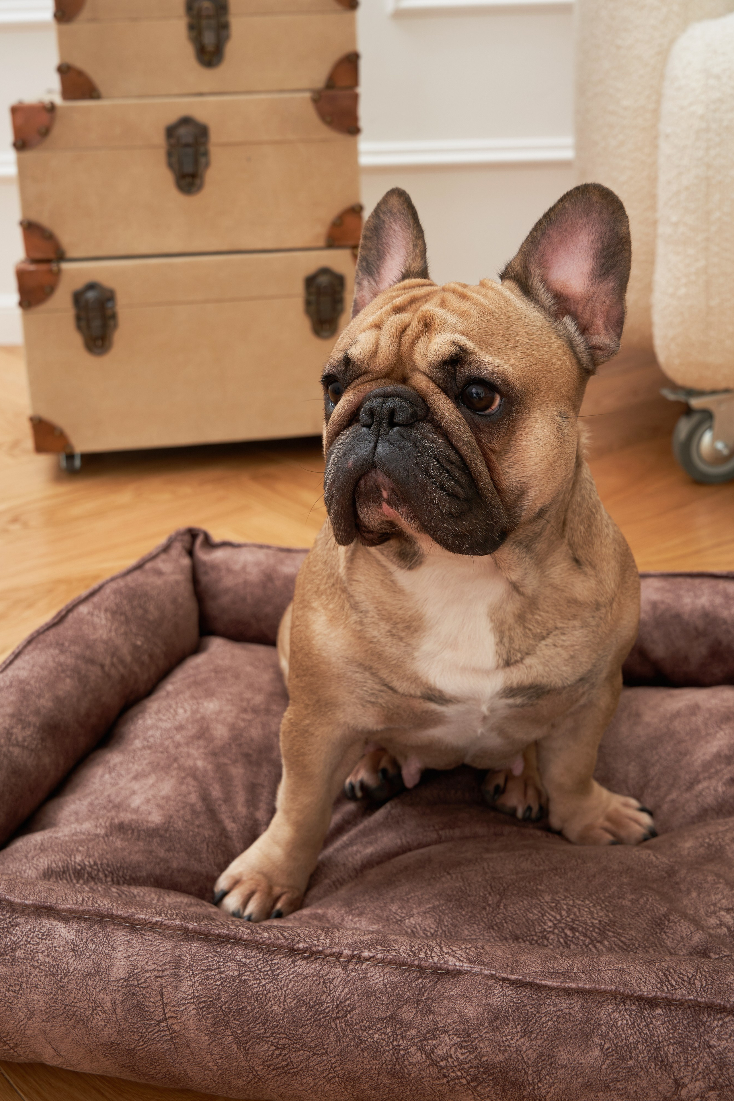 Модель для предметной съемки Бульдог Банутти НН| Sale Easy