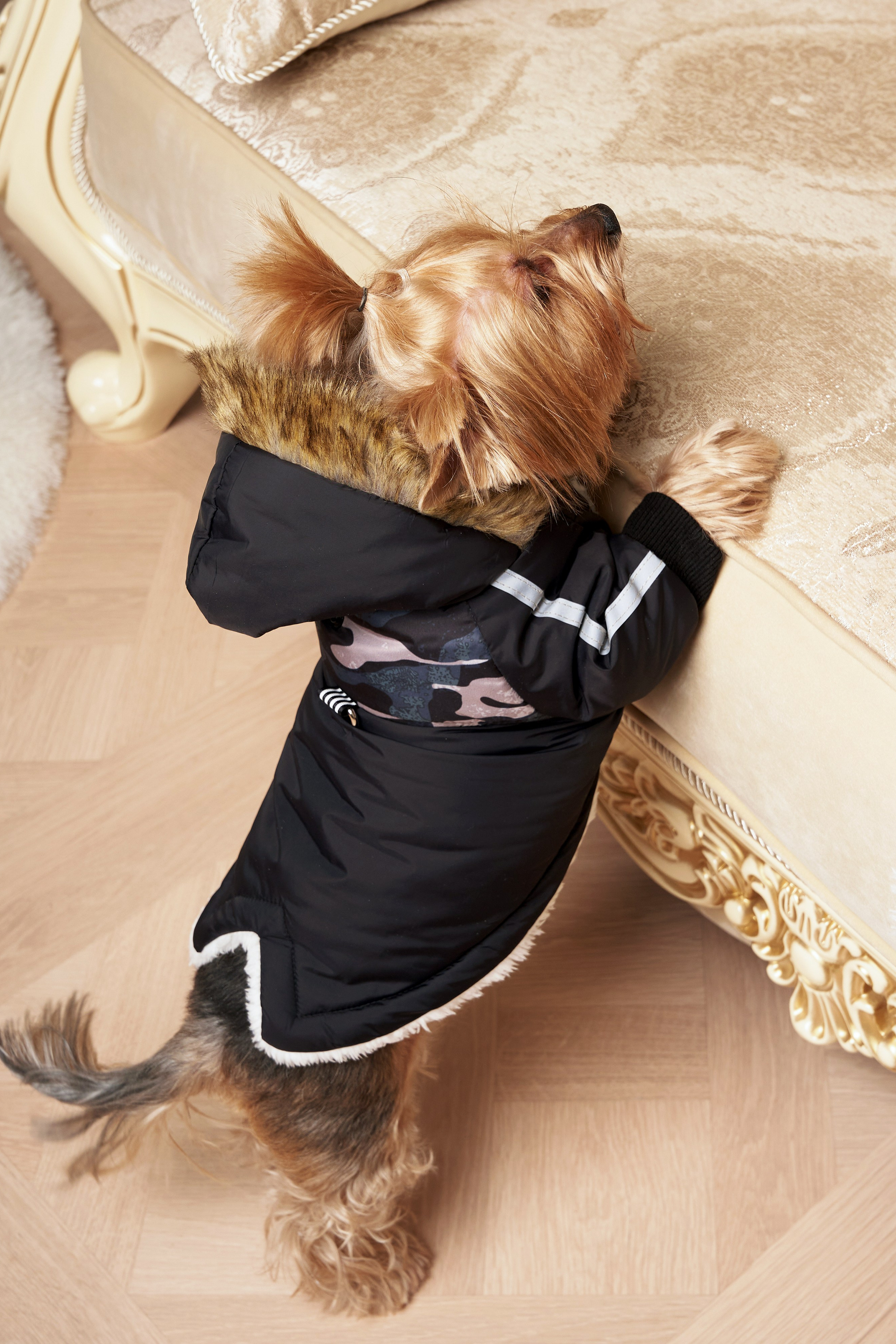 Йоркширский терьер — Оскар | id 26707