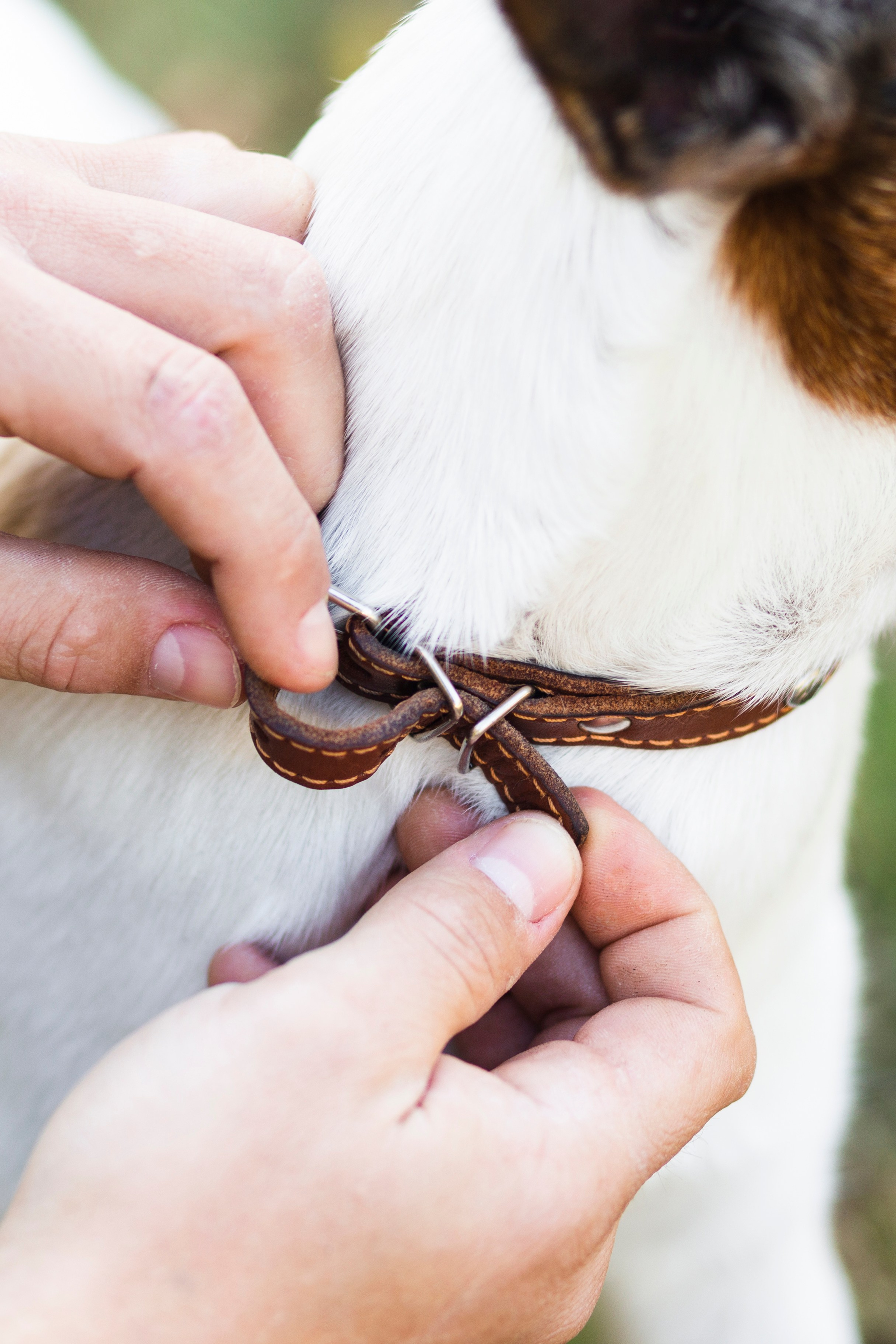 Идея для товаров для животных, которые легко использовать и транспортировать.