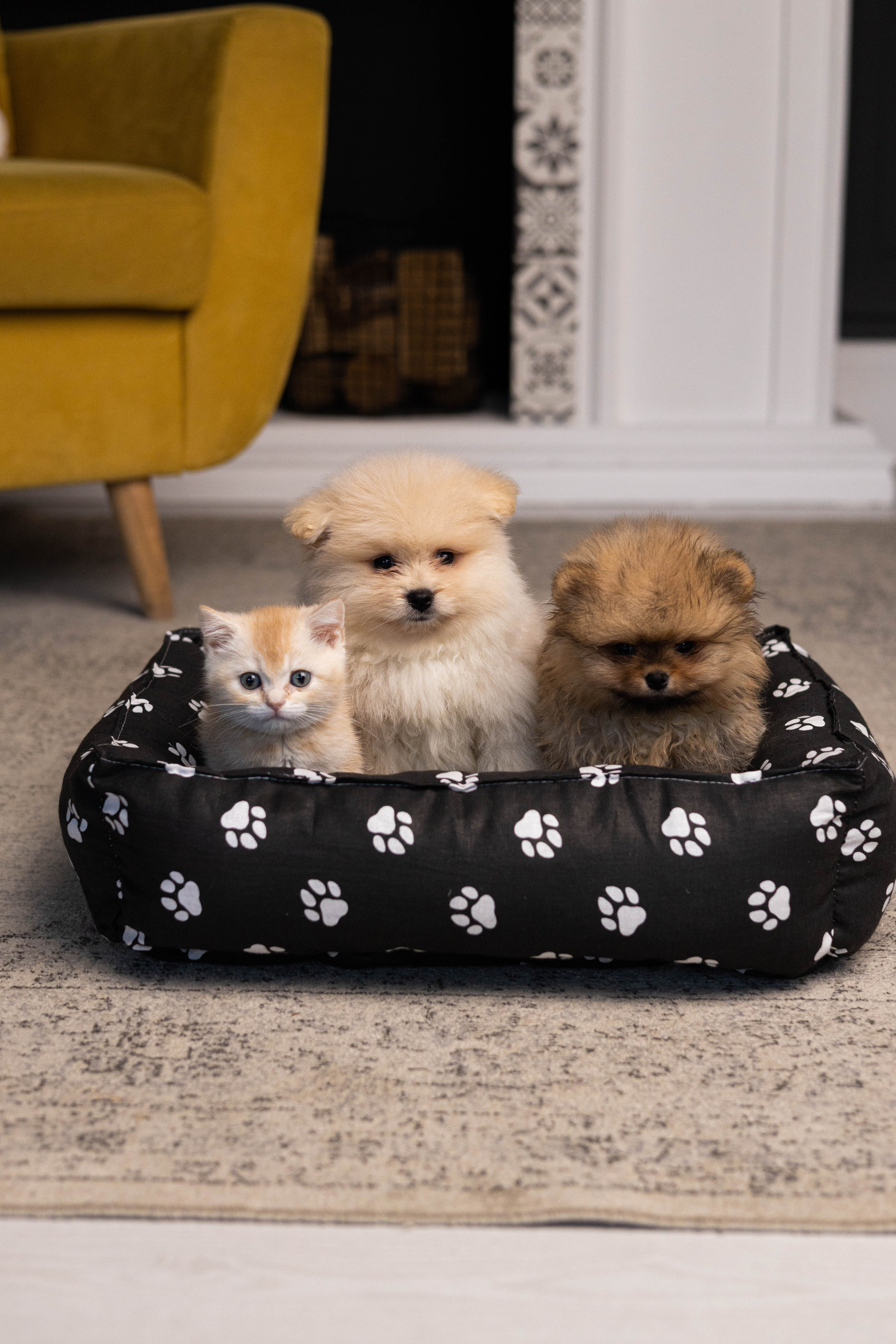 Портфолио.Съемки с собаками для маркетплейсов | Sale Easy