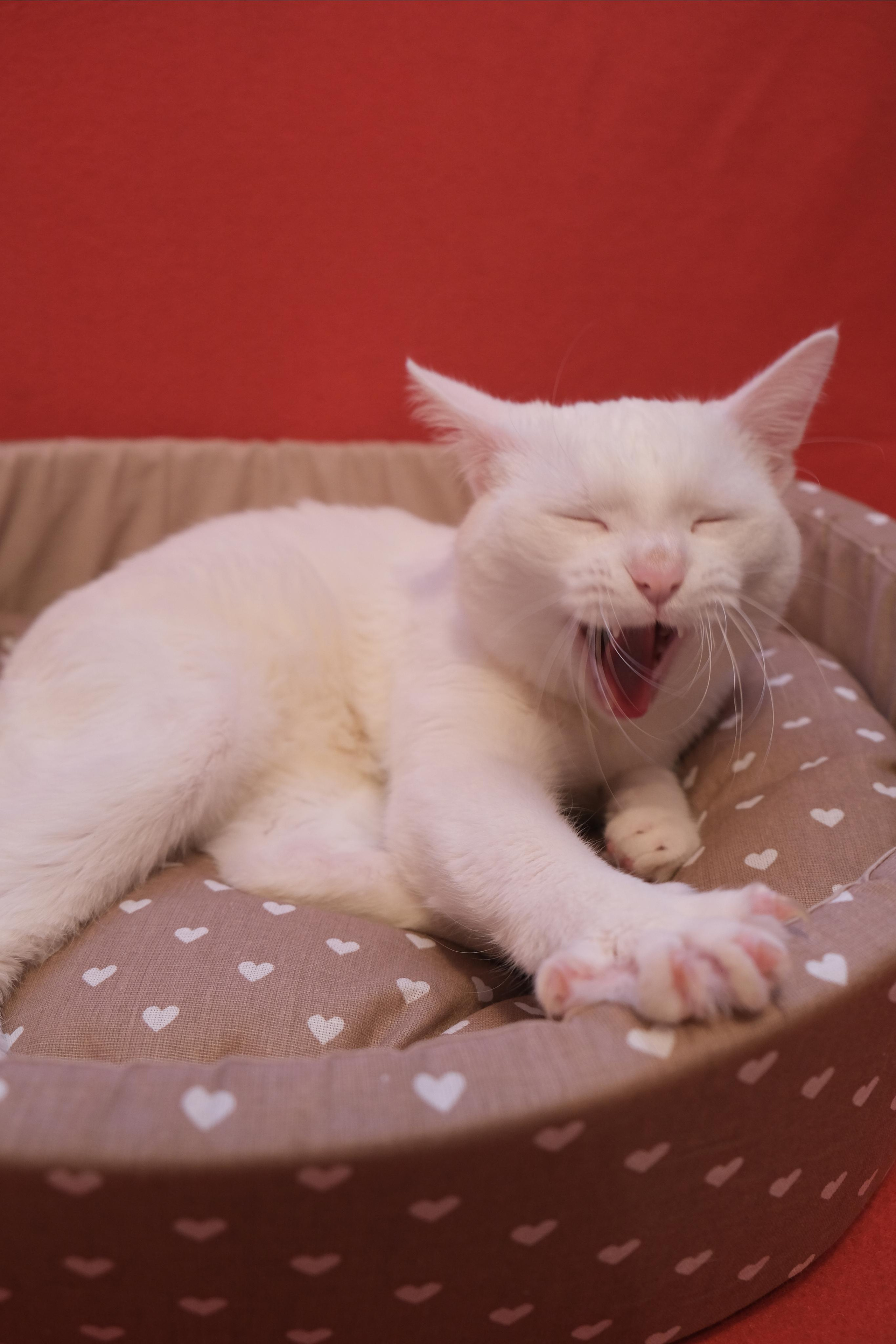 Портфолио.Съемки с кошками для маркетплейсов | Sale Easy