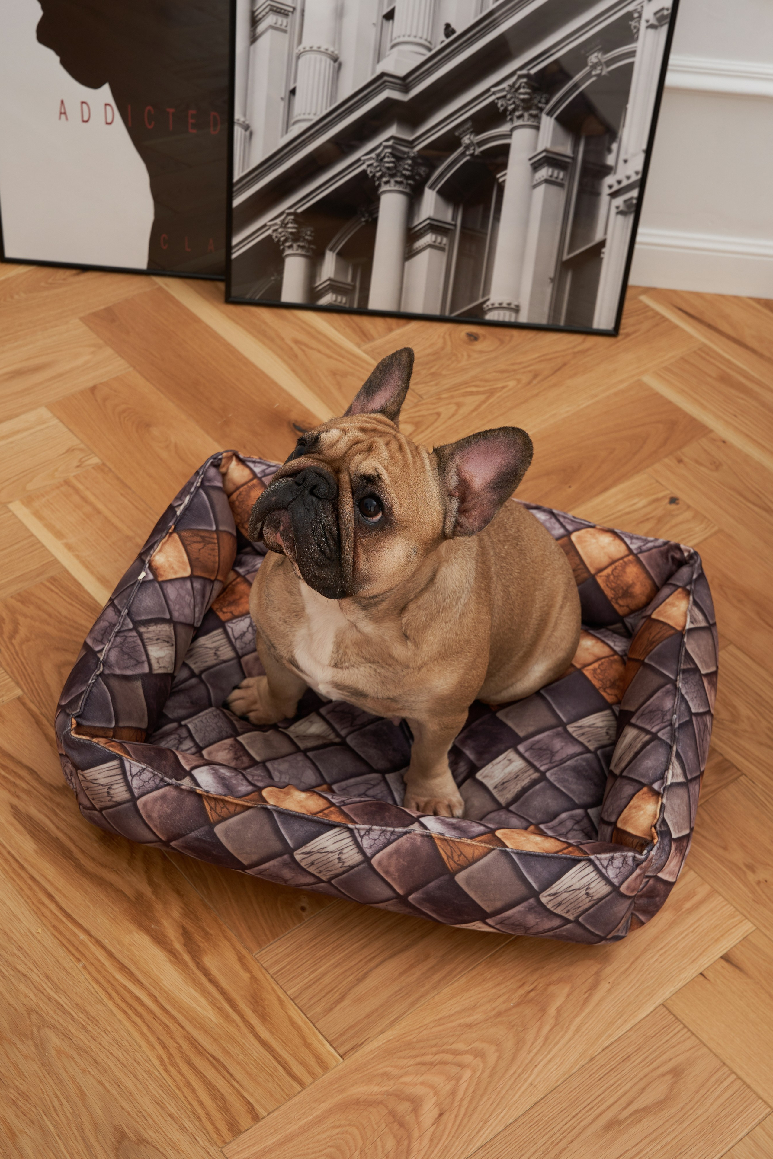 Модель для предметной съемки Бульдог Банутти НН| Sale Easy