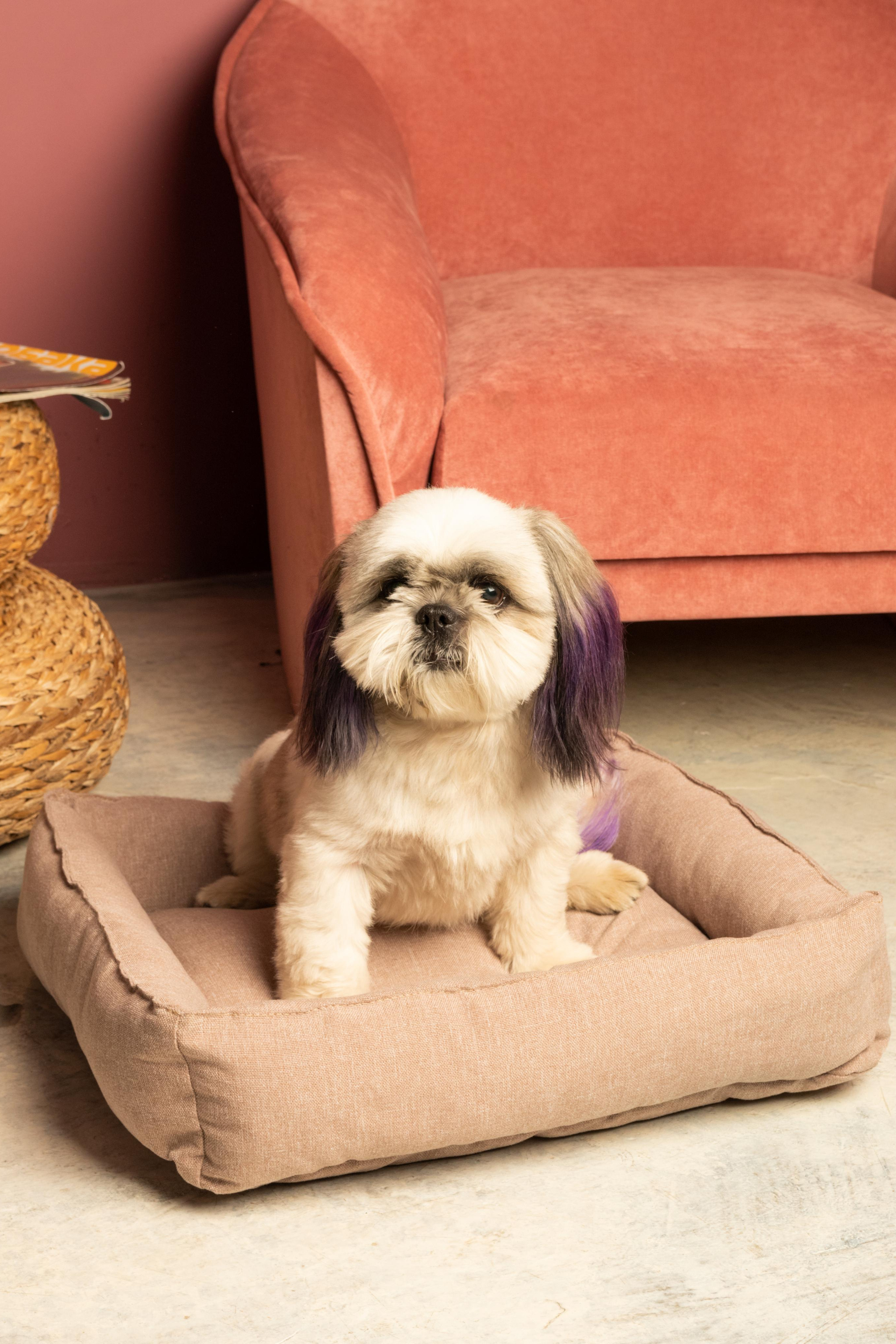 Модель Шаки Ши-тцу для предметной съемки Н.Новгород | Sale Easy