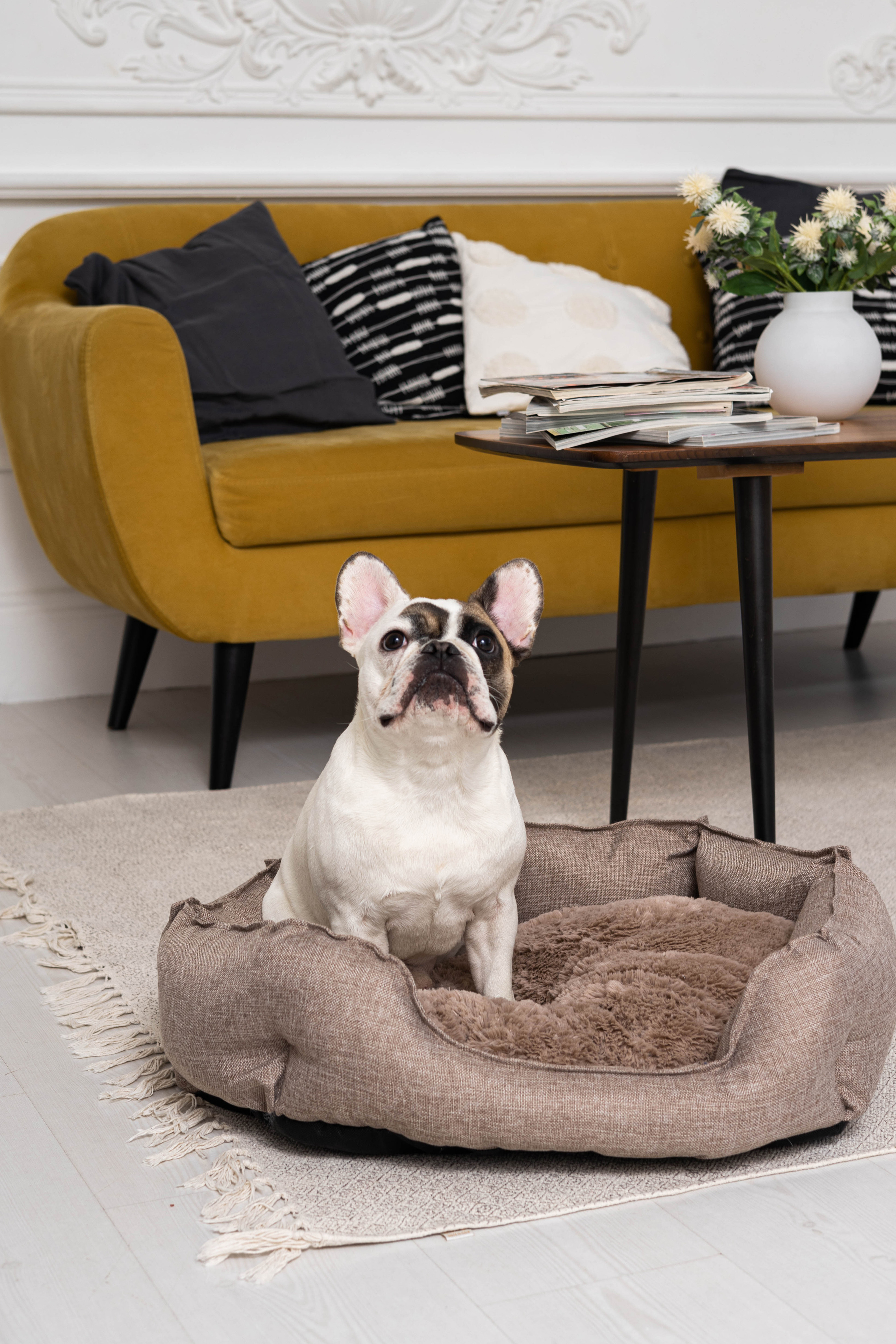 Портфолио.Съемки с собаками для маркетплейсов | Sale Easy