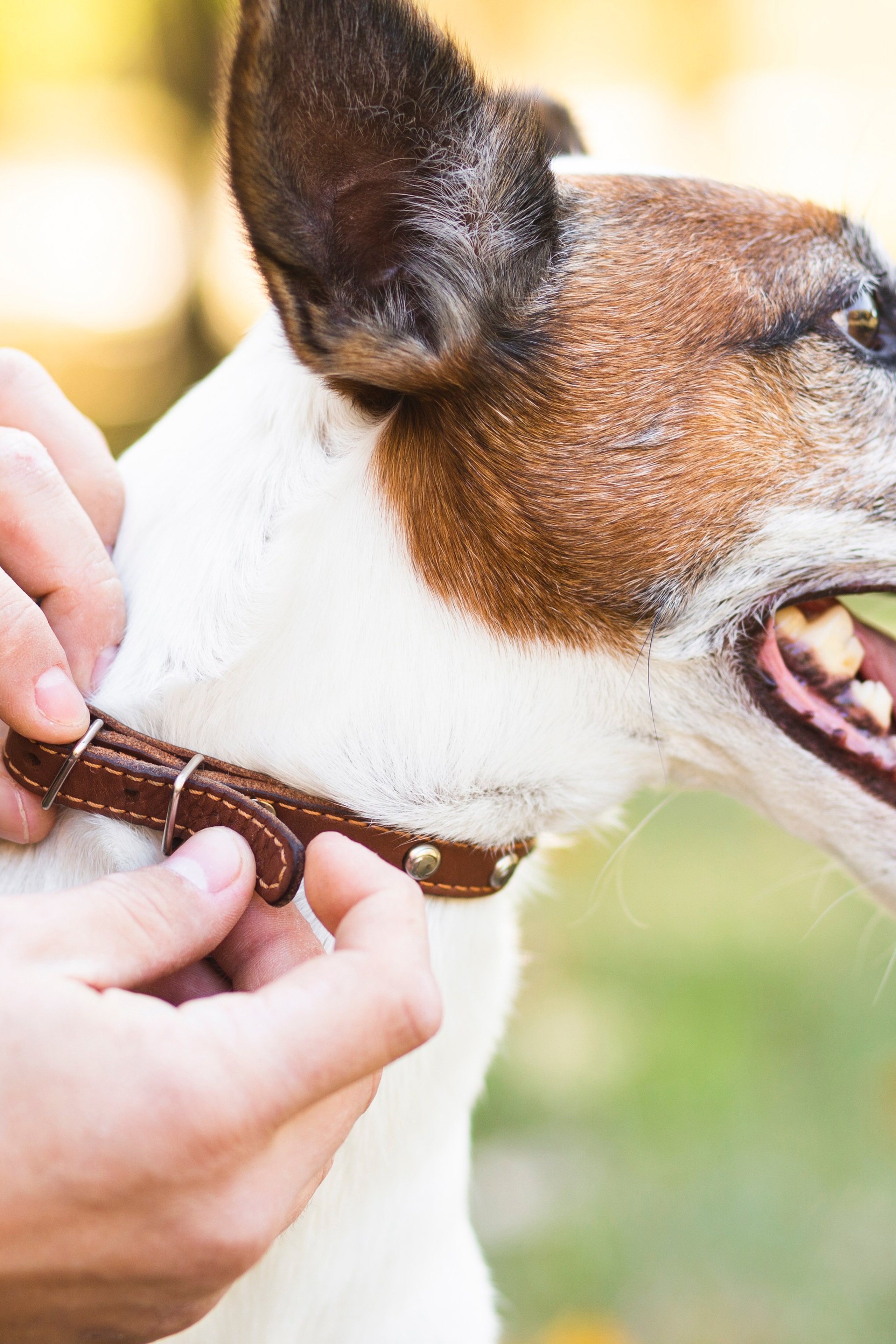 Пример модных товаров для животных с оригинальным дизайном.