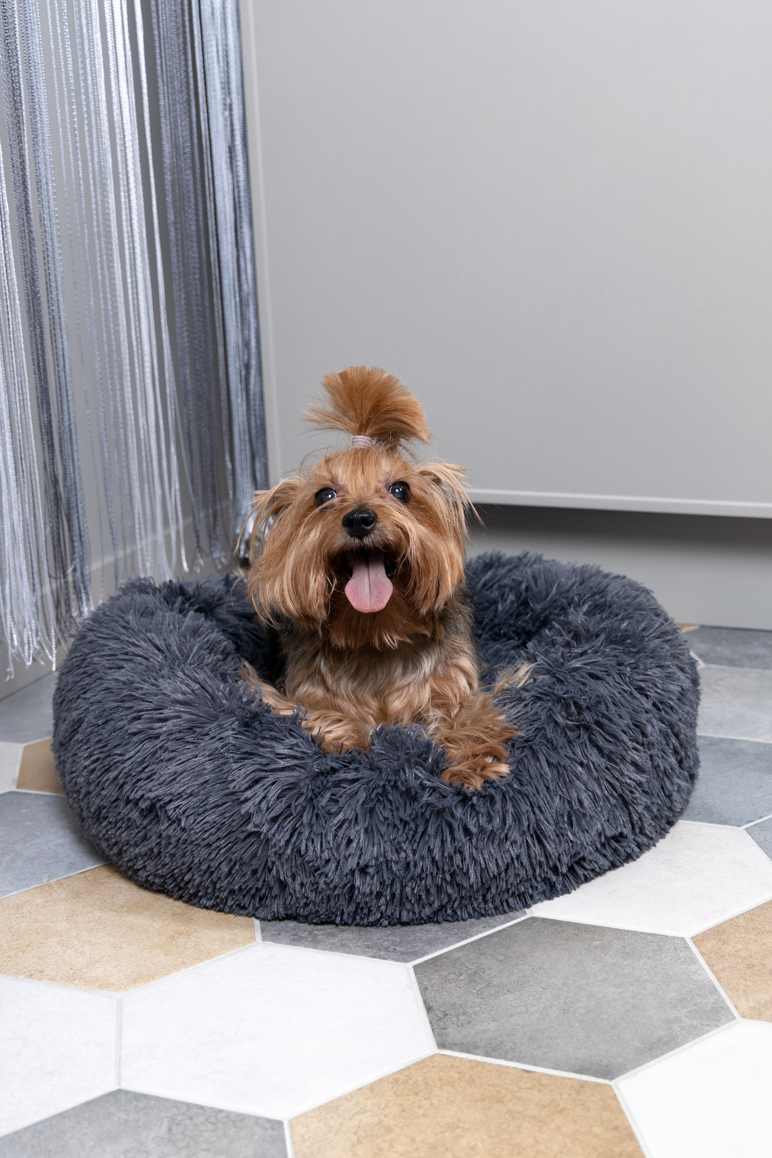 Йоркширский терьер — Оскар | id 26707