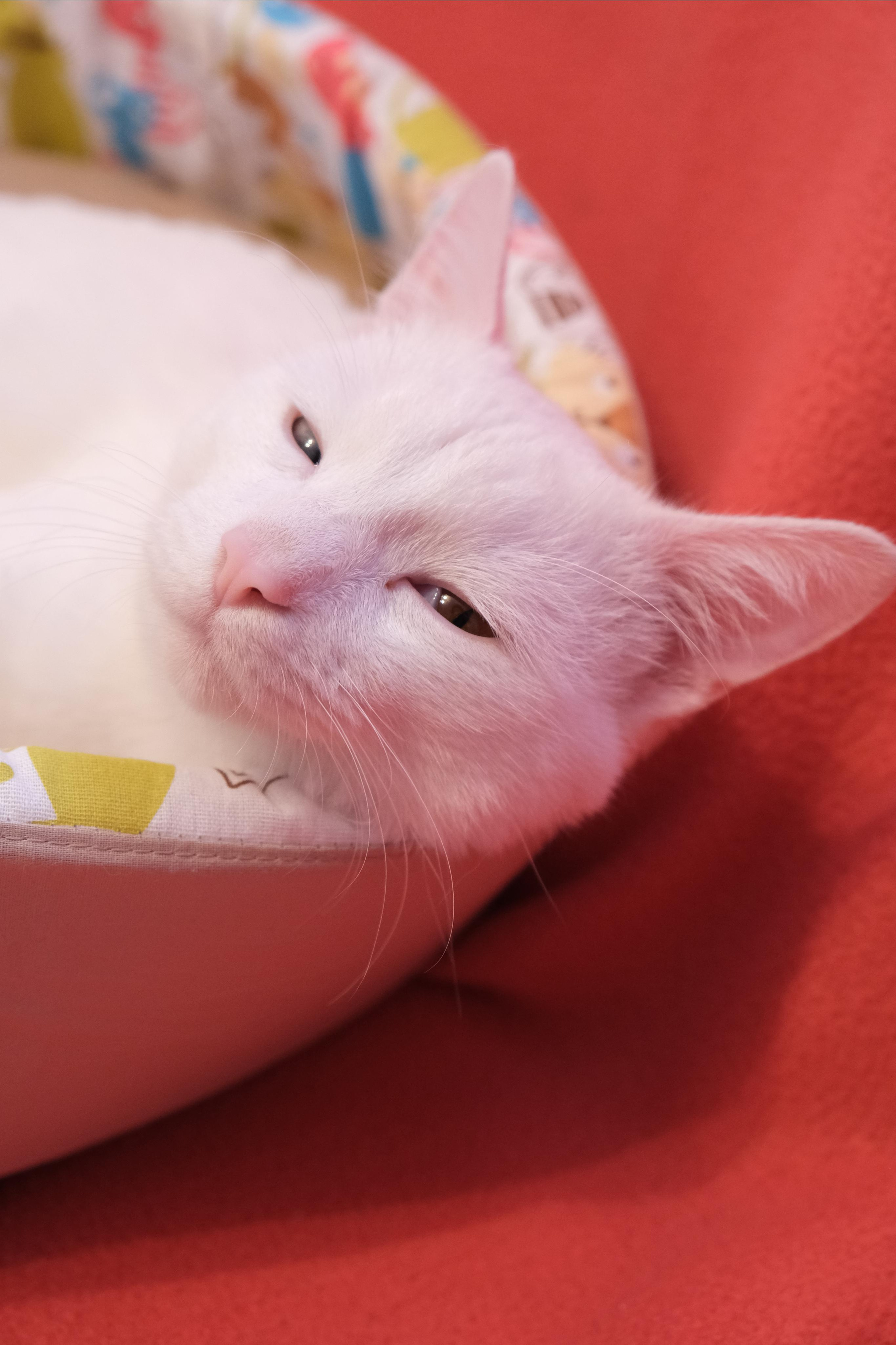 Портфолио.Съемки с кошками для маркетплейсов | Sale Easy