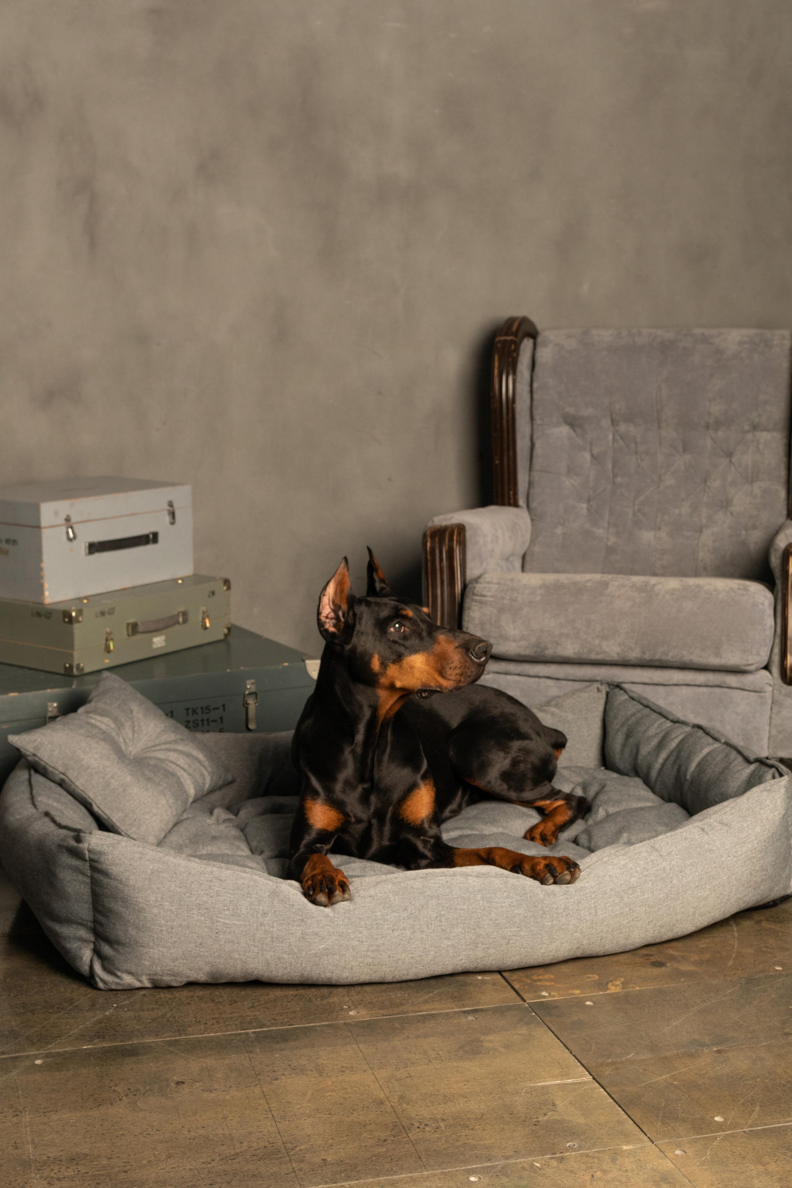 Модель Доберман для предметной съемки Н.Новгород | Sale Easy