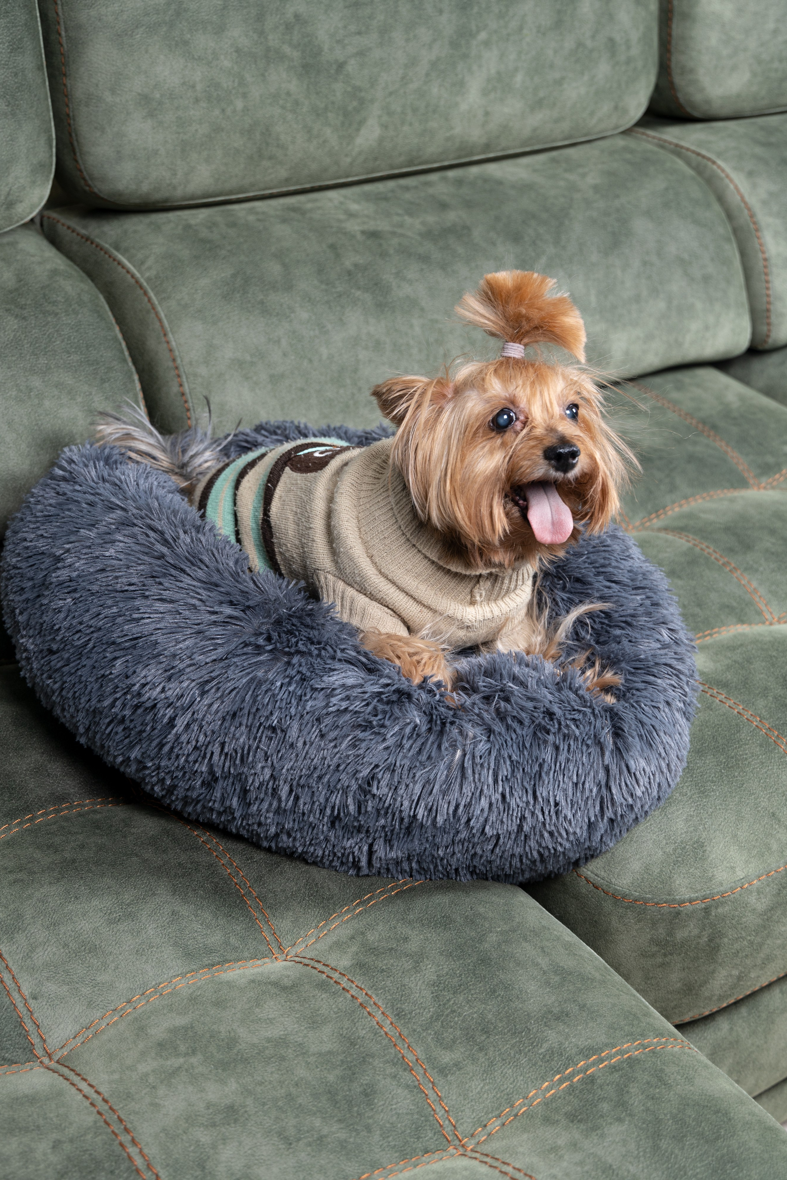 Йоркширский терьер — Оскар | id 26707