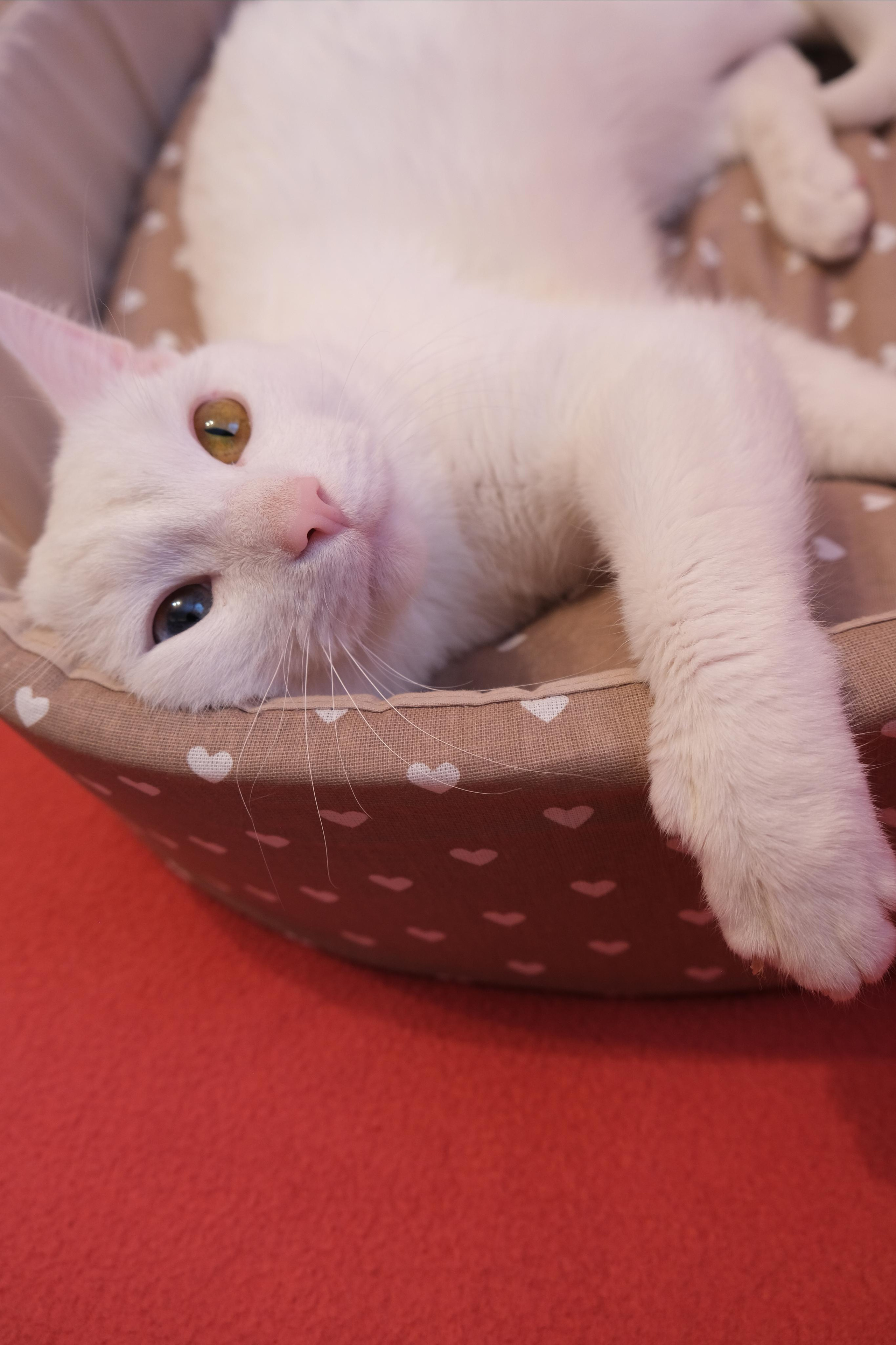 Портфолио.Съемки с кошками для маркетплейсов | Sale Easy