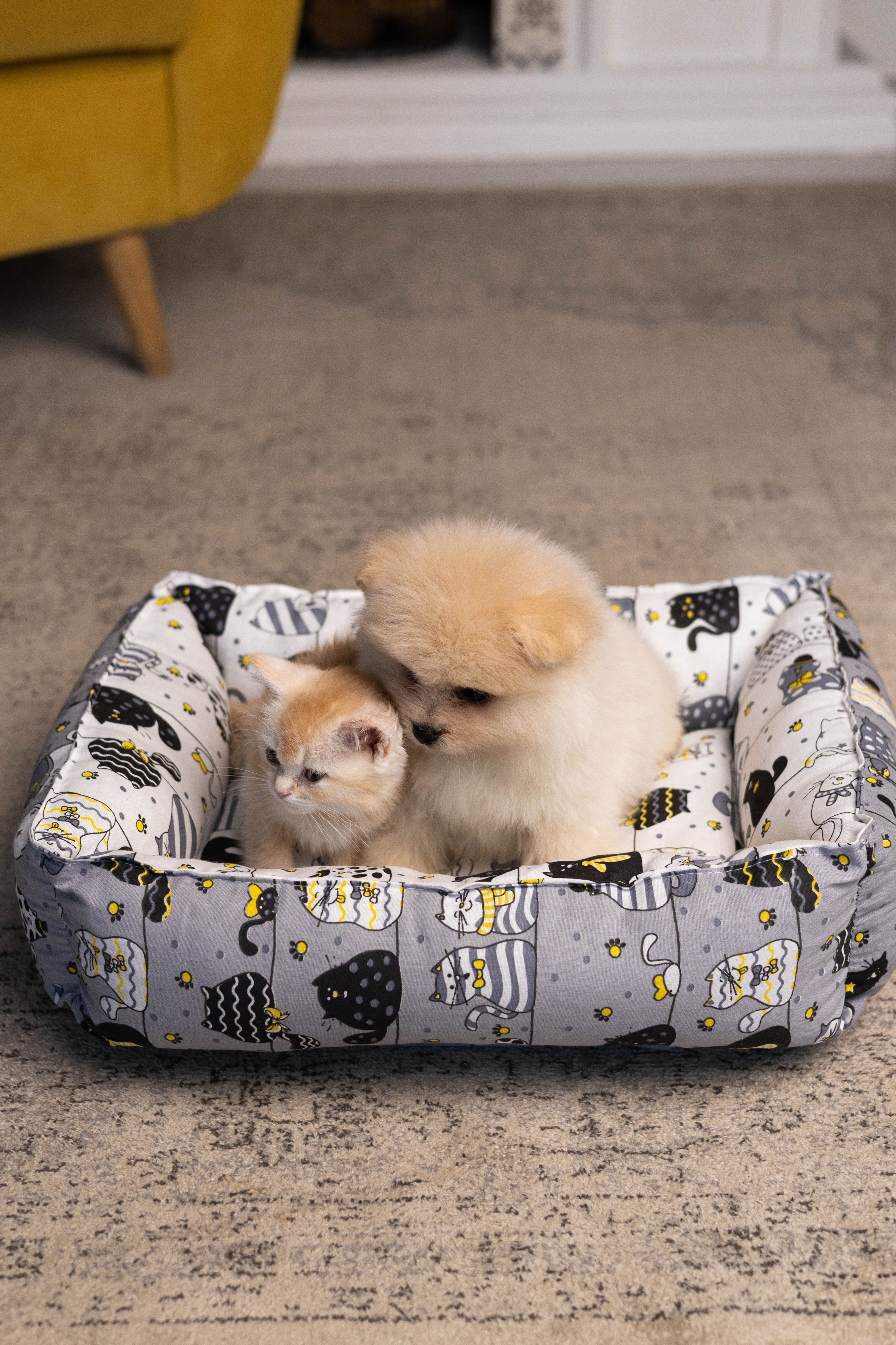 Портфолио.Съемки с кошками для маркетплейсов | Sale Easy