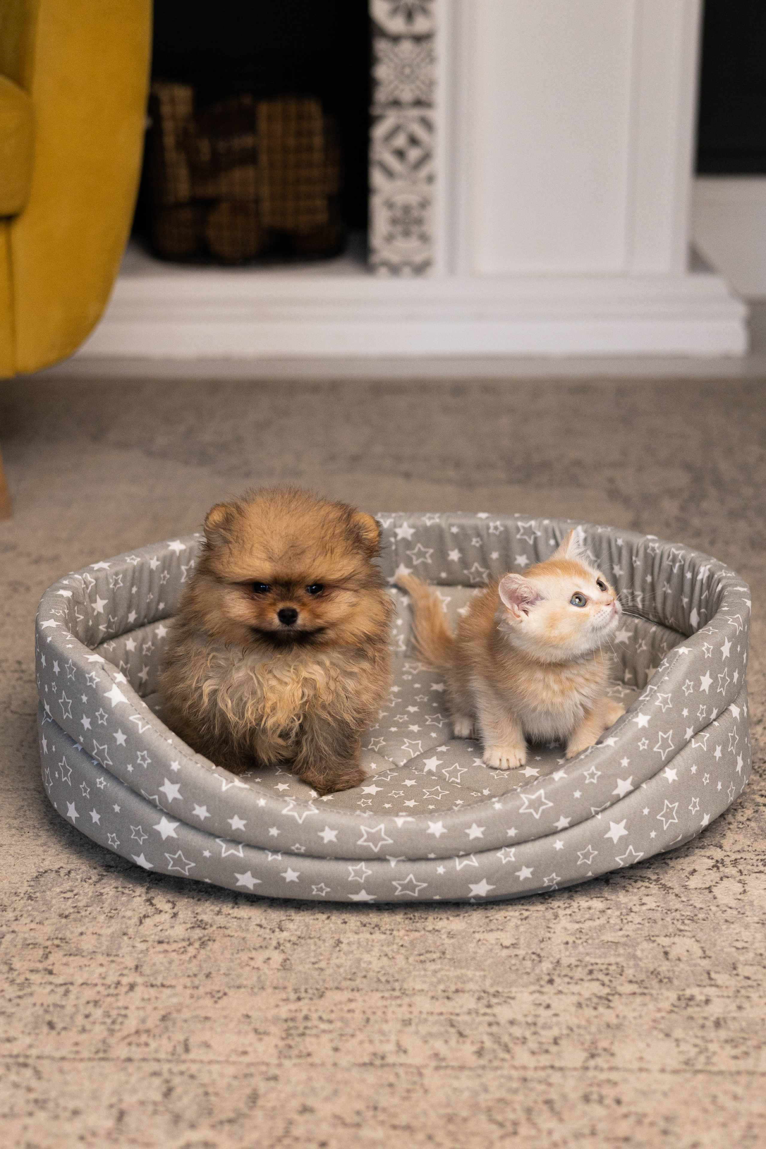 Портфолио.Съемки с кошками для маркетплейсов | Sale Easy