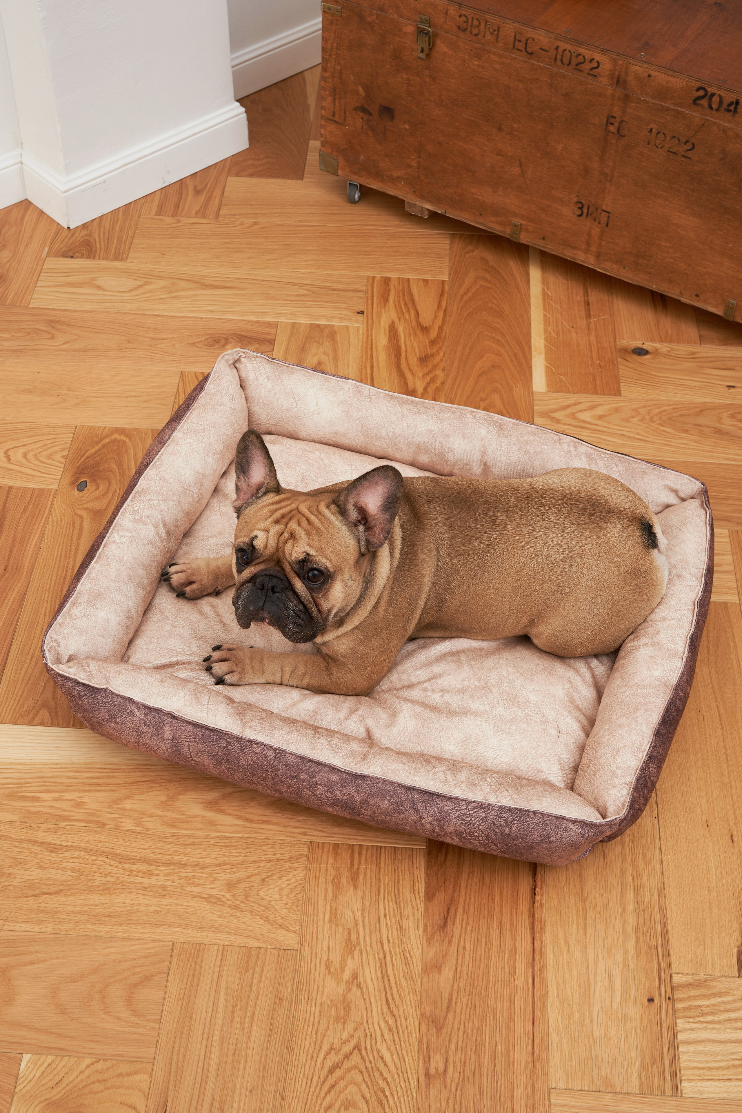 Модель для предметной съемки Бульдог Банутти НН| Sale Easy