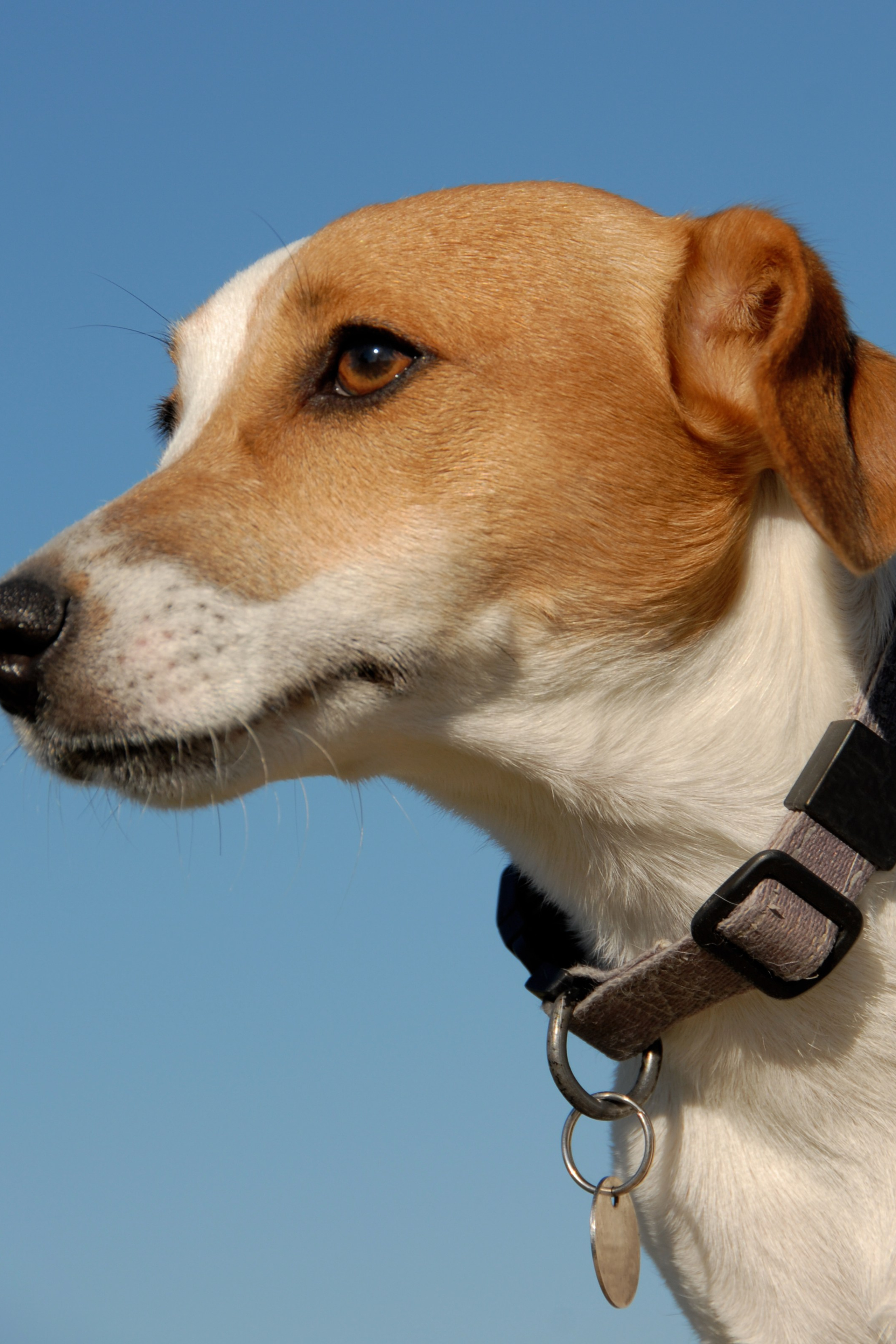 Пример товаров для животных с уникальным дизайном.