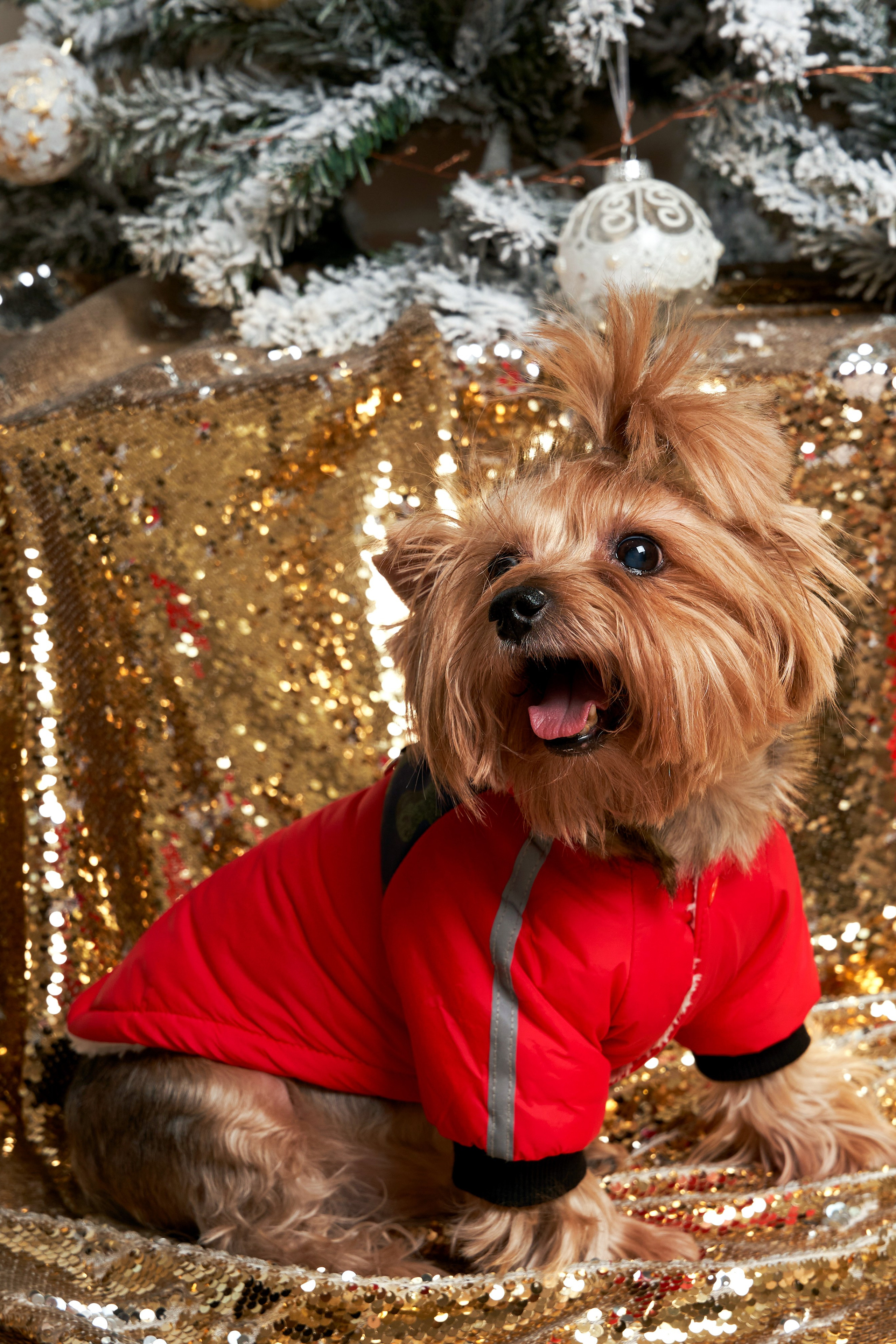 Йоркширский терьер — Оскар | id 26707