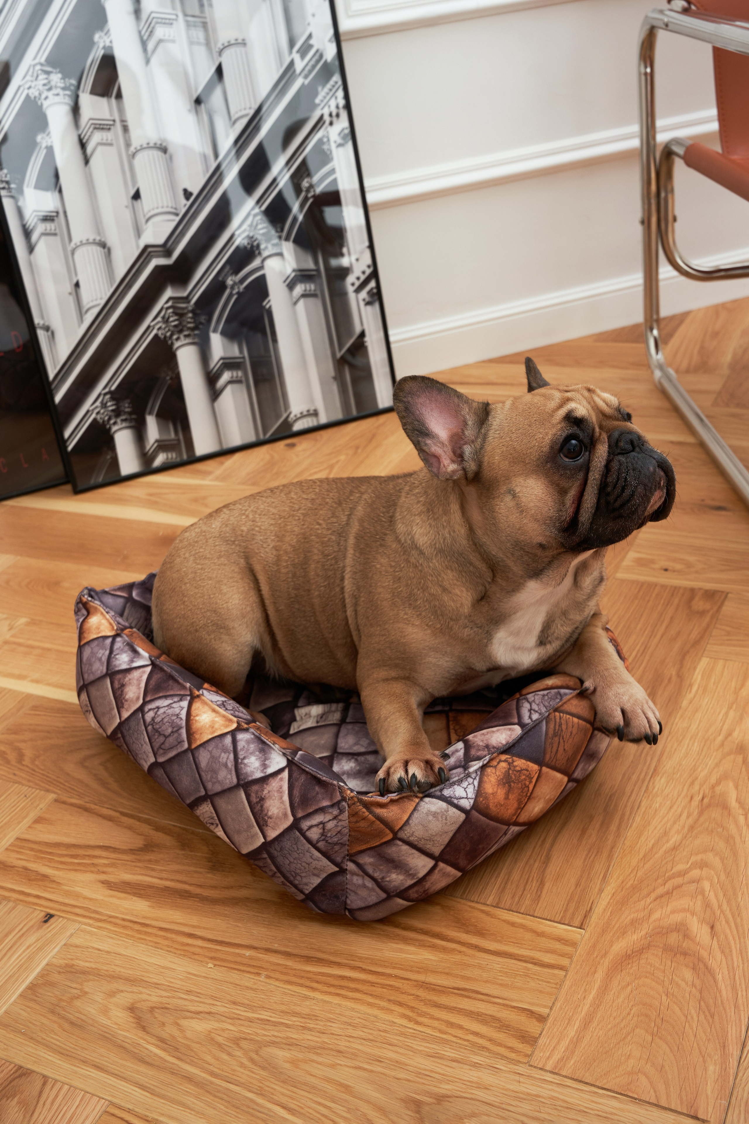 Модель для предметной съемки Бульдог Банутти НН| Sale Easy