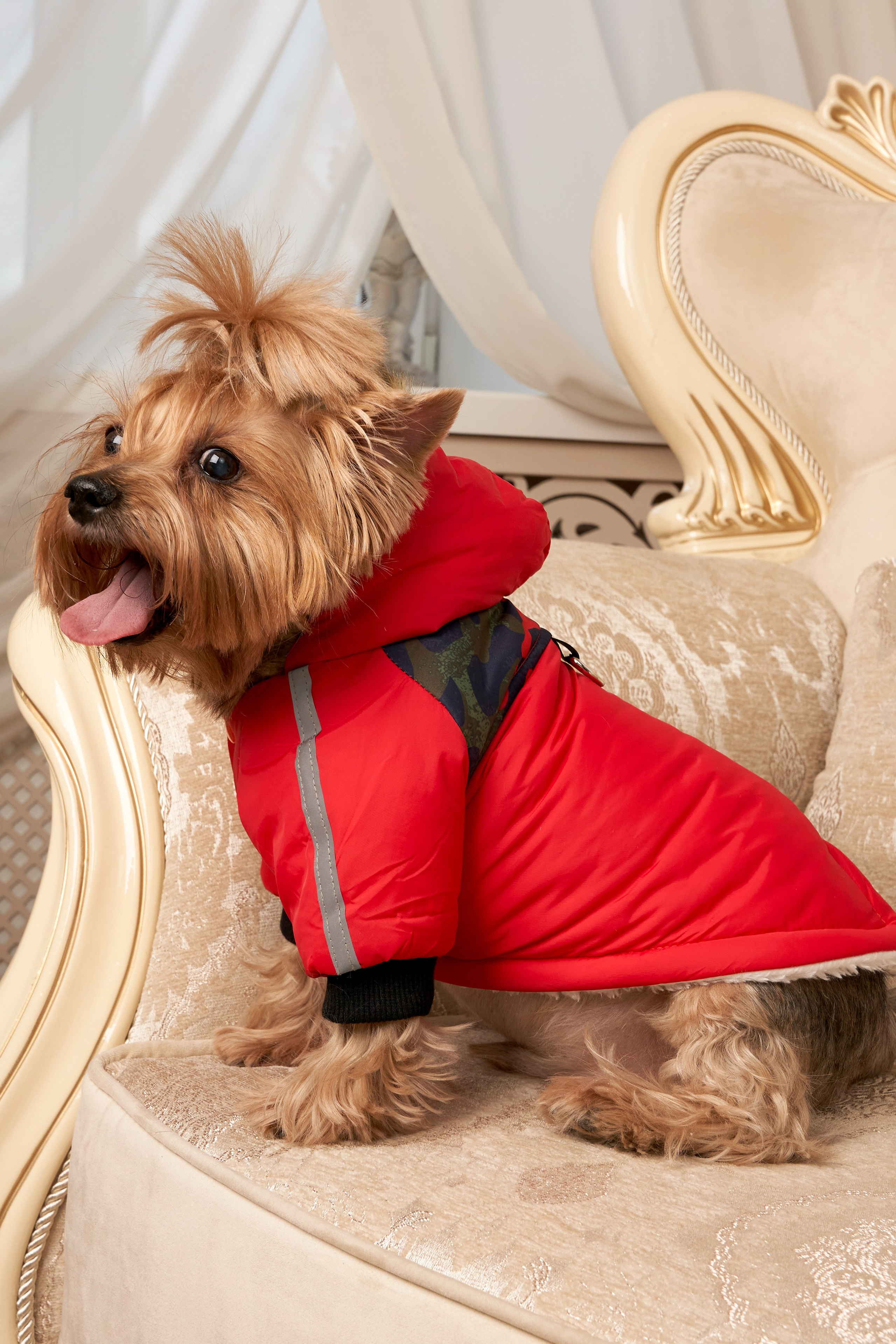 Йоркширский терьер — Оскар | id 26707