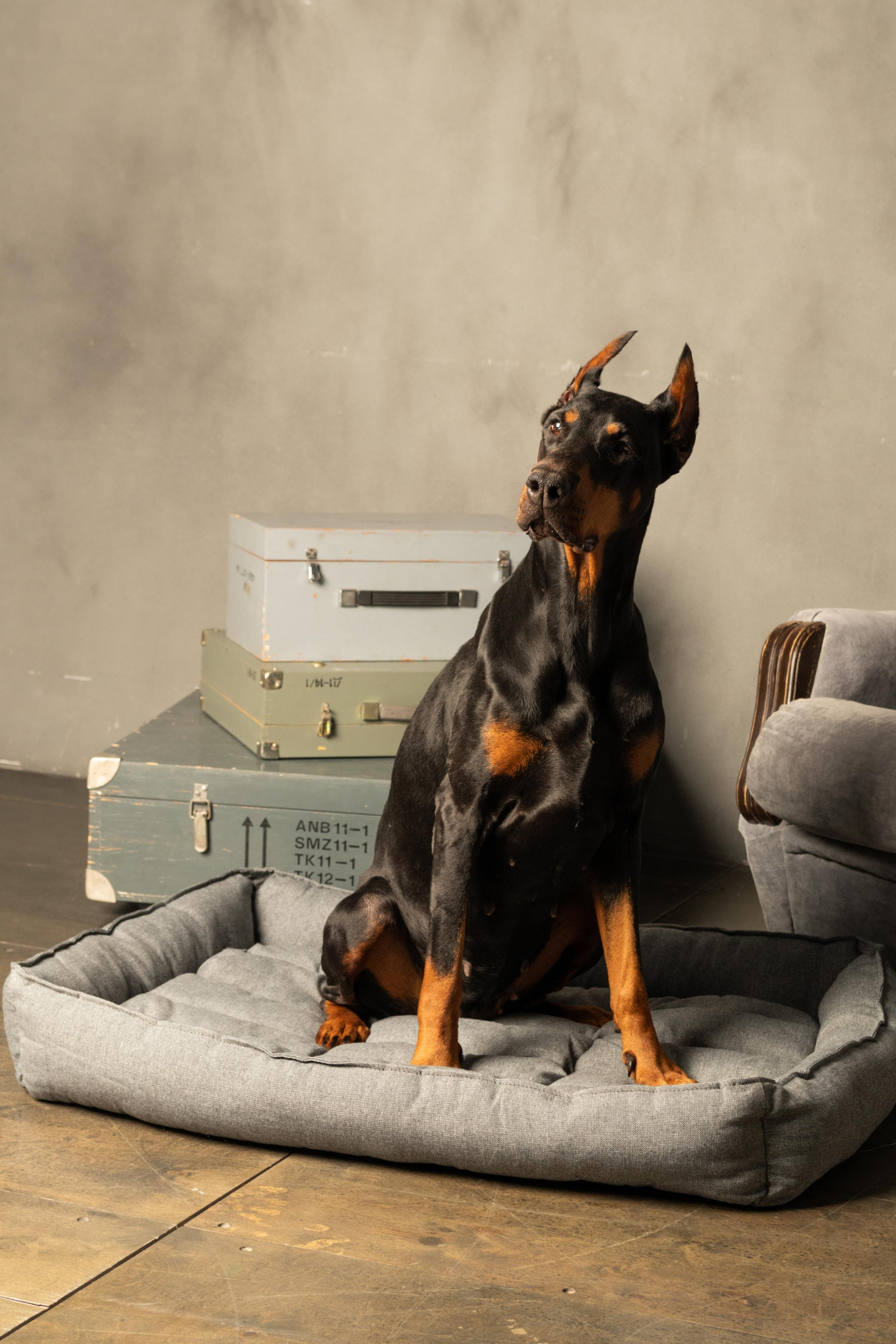 Модель Доберман для предметной съемки Н.Новгород | Sale Easy