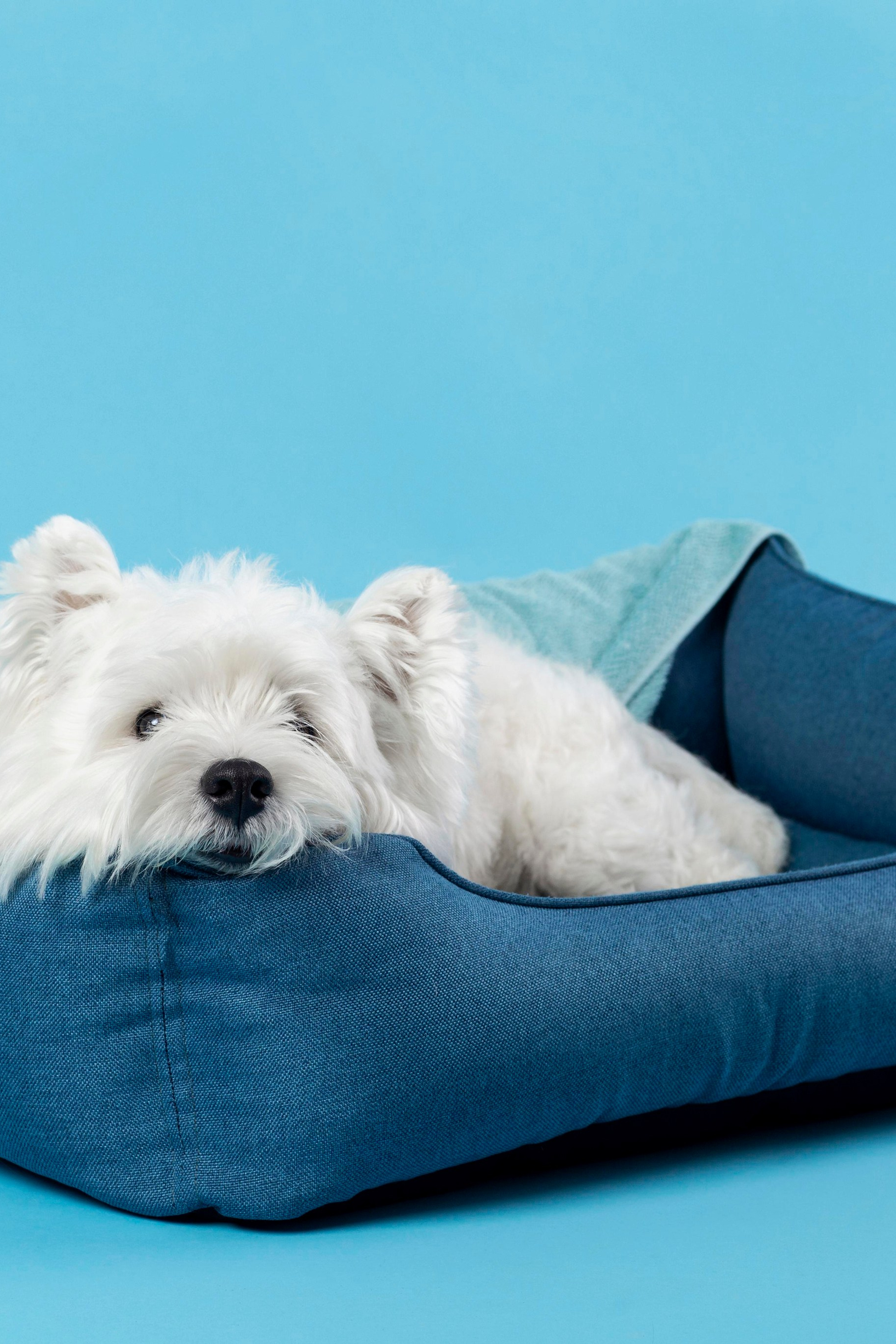 Идея для недорогих товаров для животных с хорошим соотношением цены и качества.