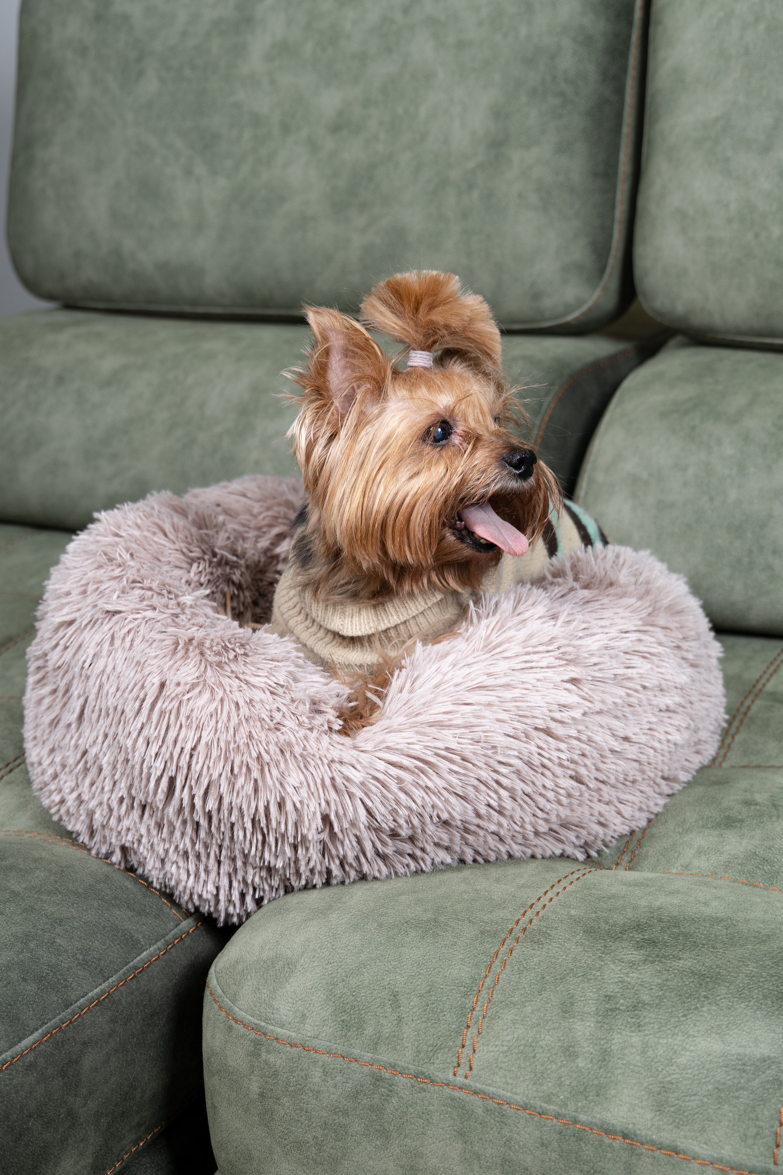 Йоркширский терьер — Оскар | id 26707