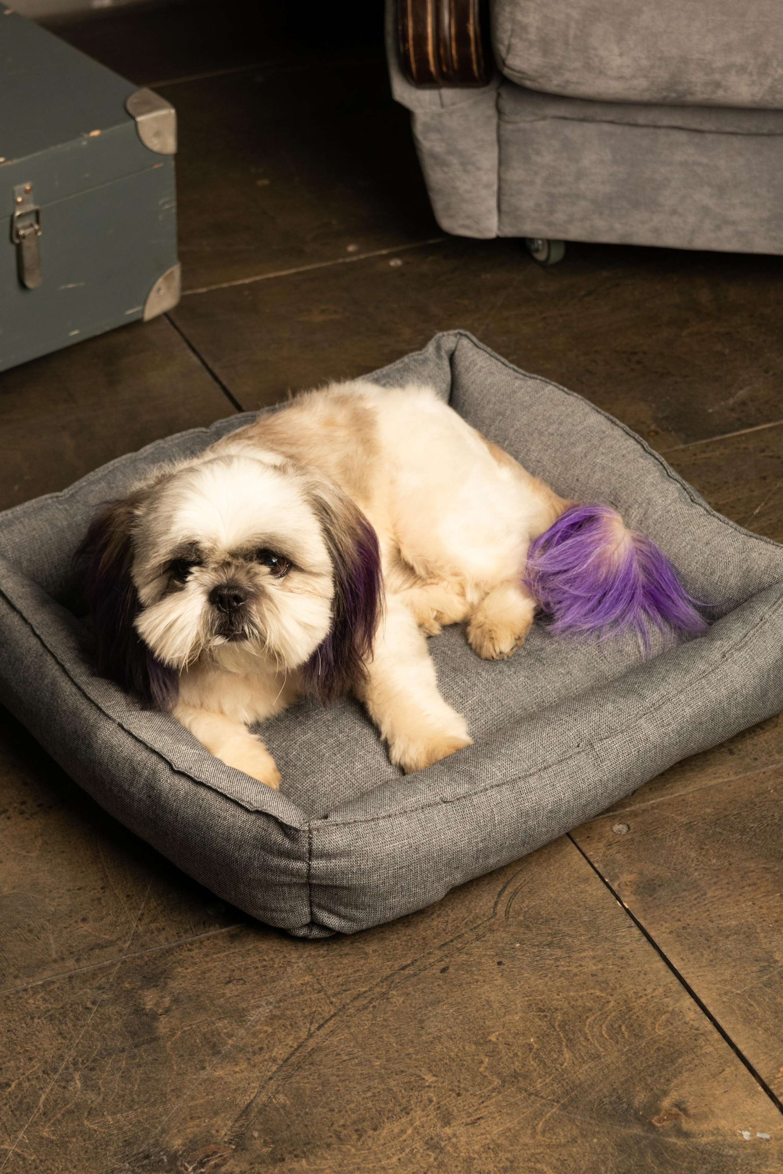 Портфолио.Съемки с собаками для маркетплейсов | Sale Easy