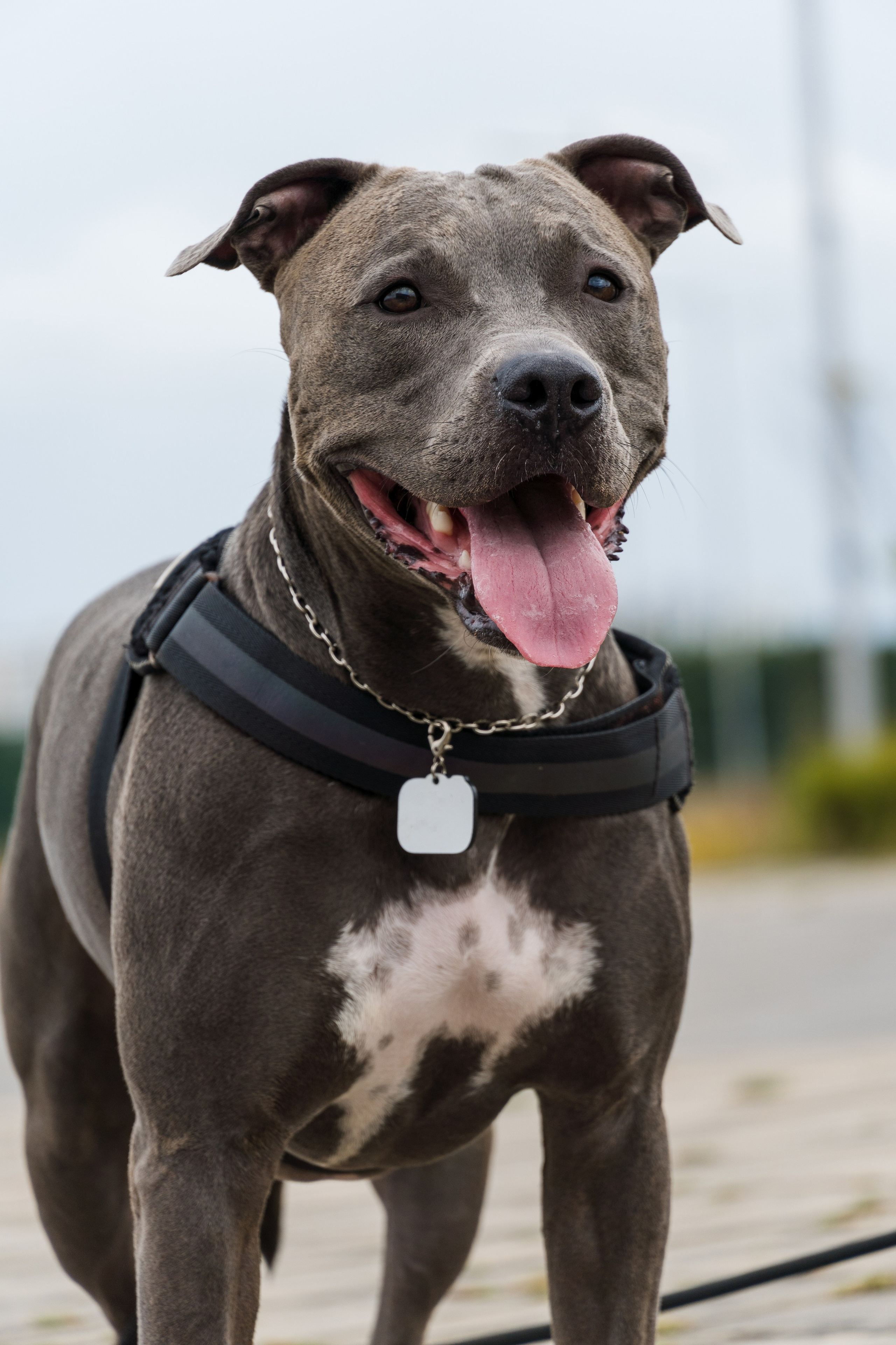 Референс для товаров для животных с адаптируемым функционалом.