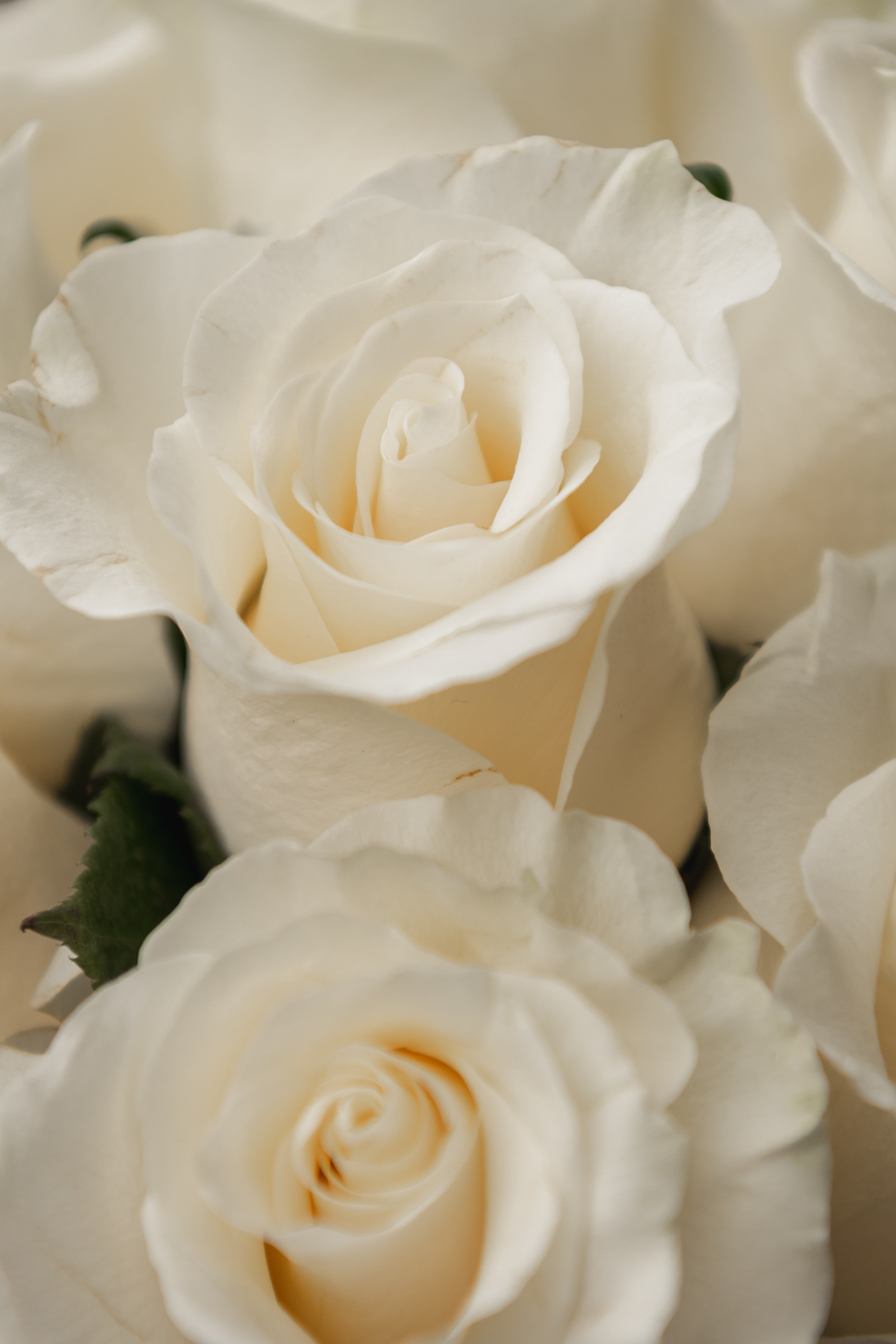 Отзывы. Фомина Елена Свадебный и семейный фотограф