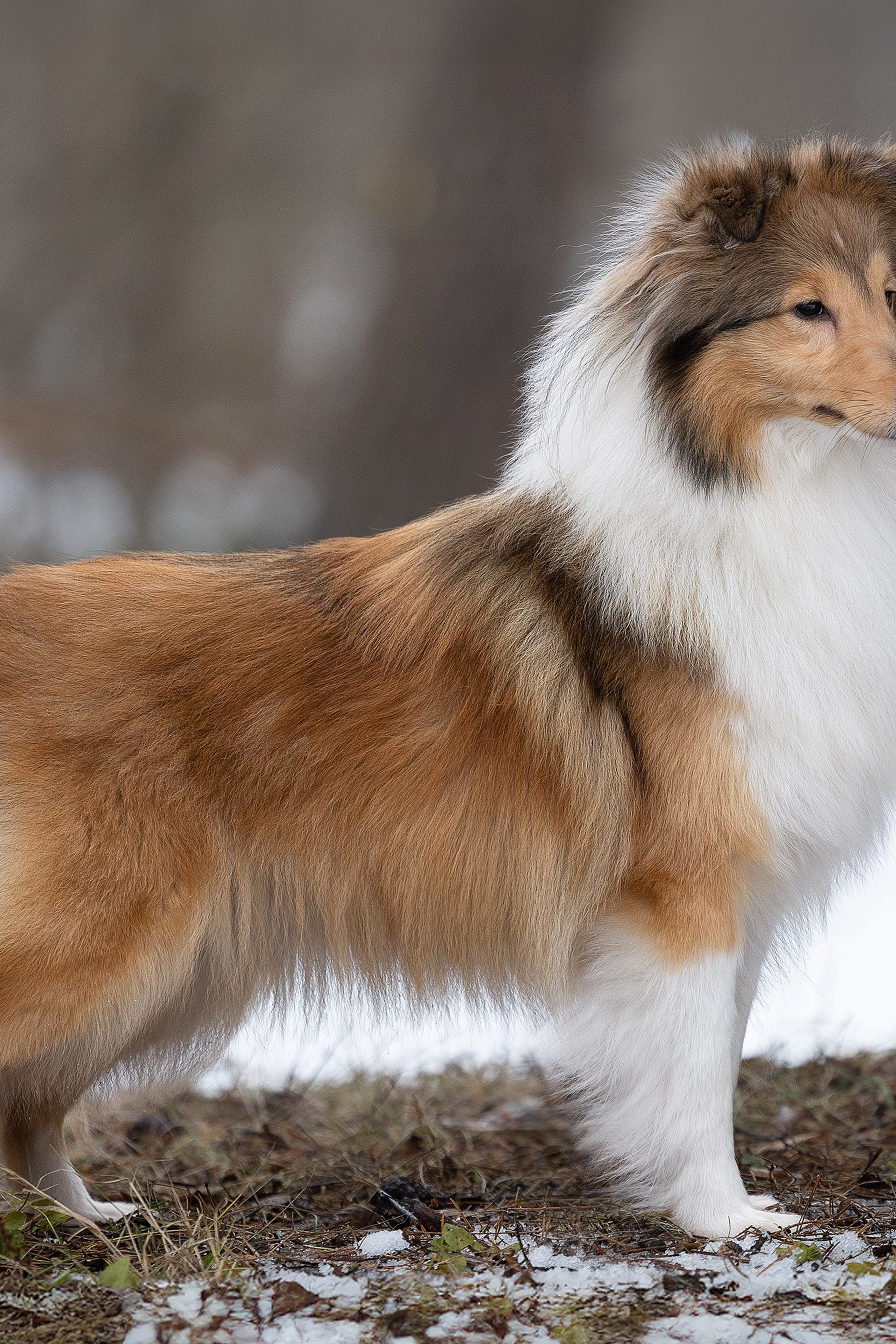 Питомник Стэйсилайн