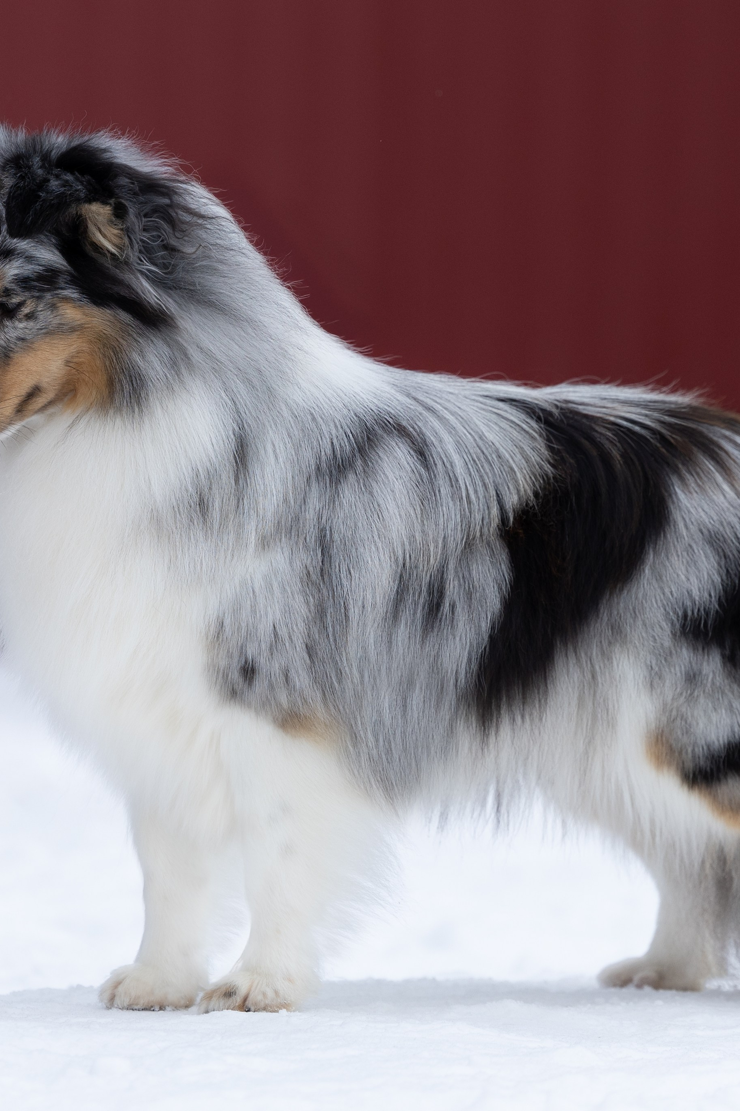 Питомник Пятый Элемент