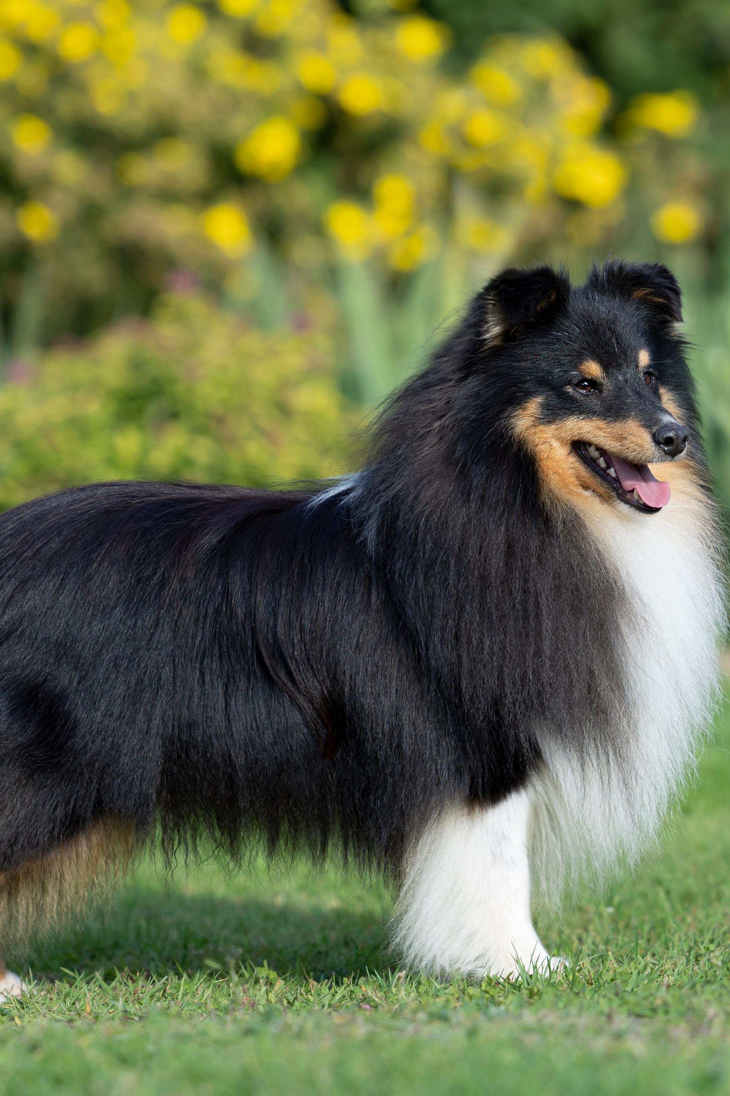 Питомник Кэтрин’с