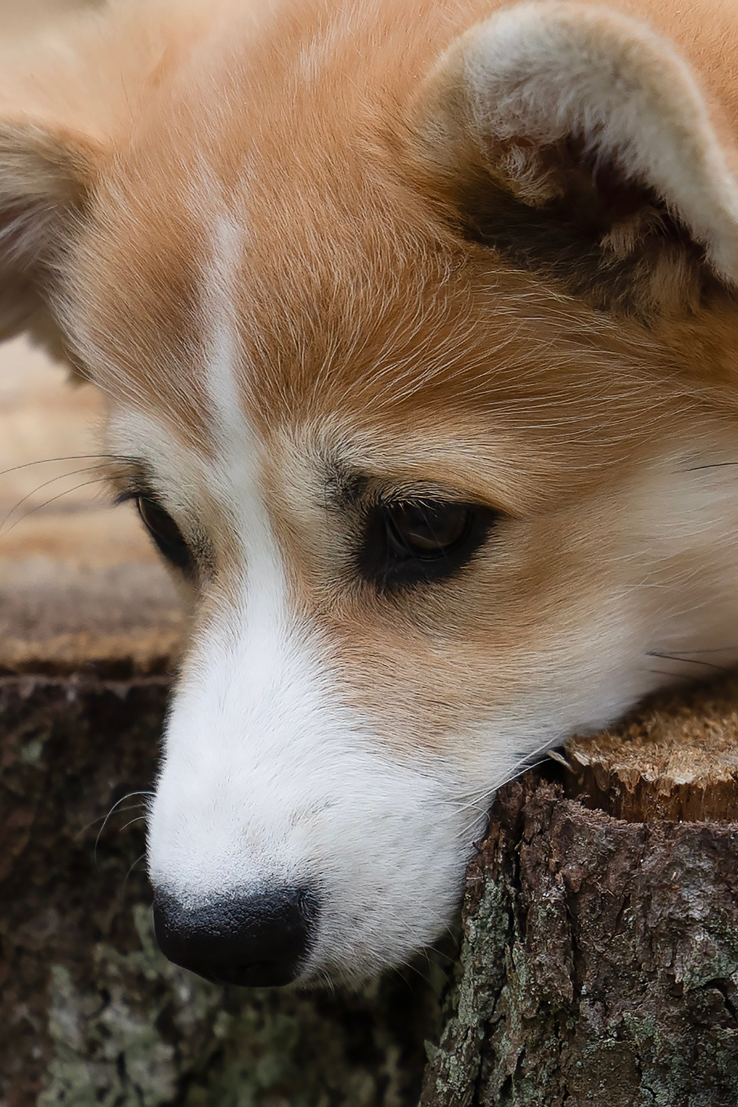 Питомник Mistycor