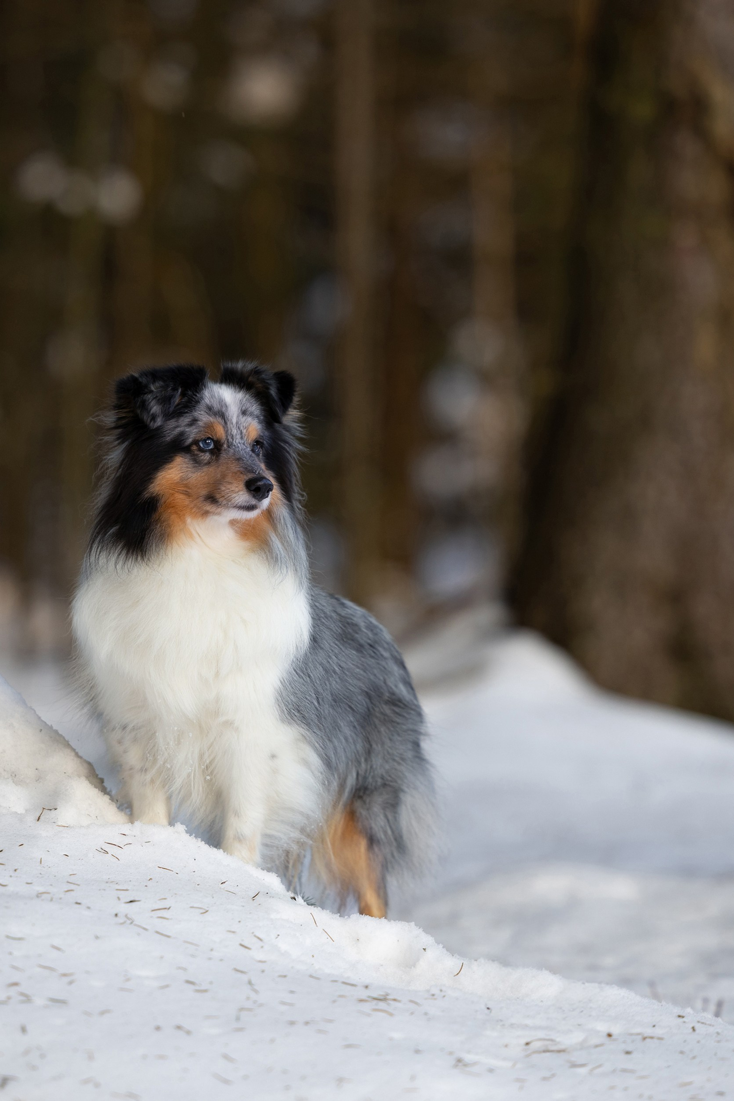 Елена и шелти