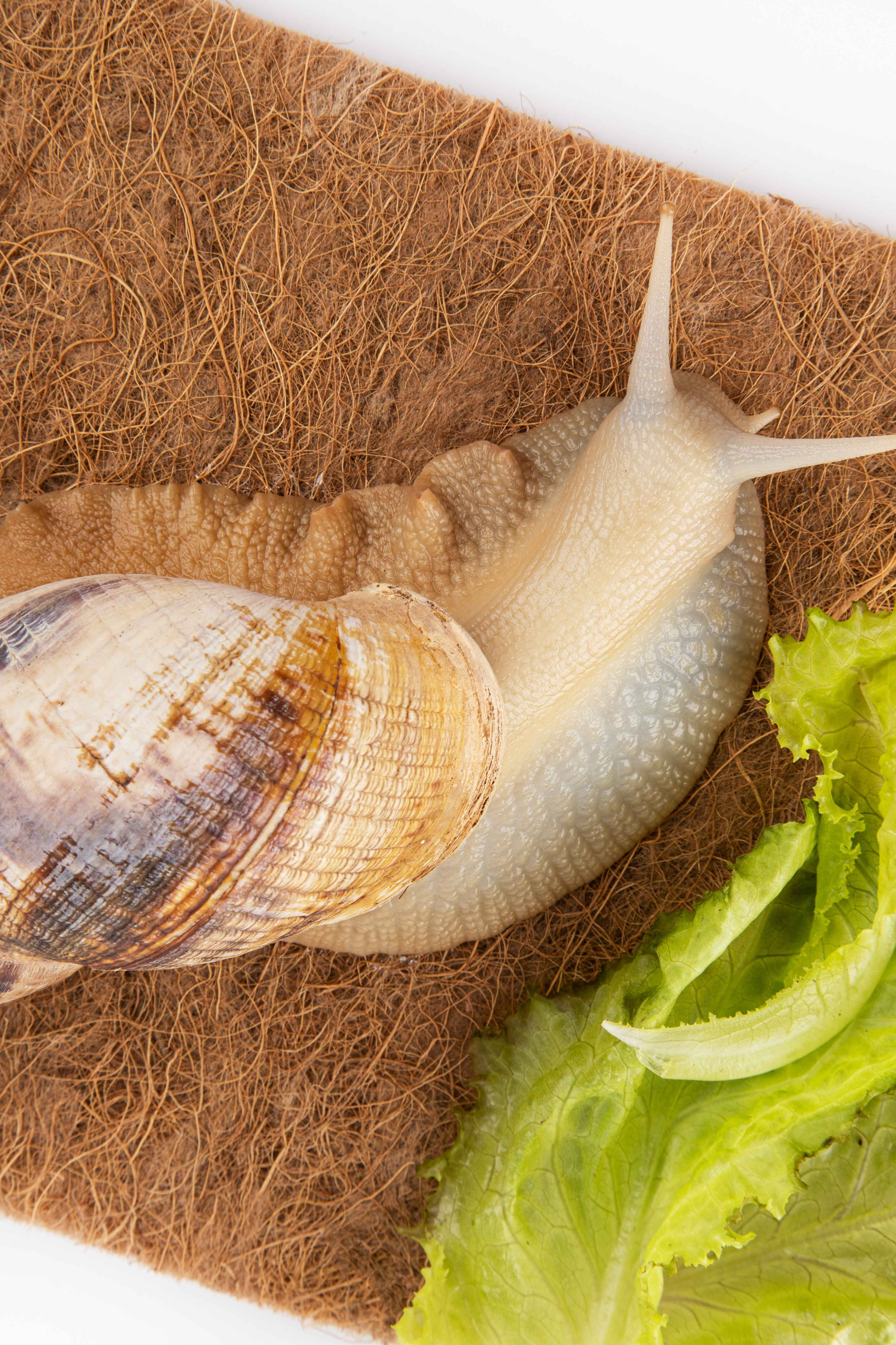 Коврики для террариума. Предметная фотостудия Елизаветы Антроповой. Новосибирск