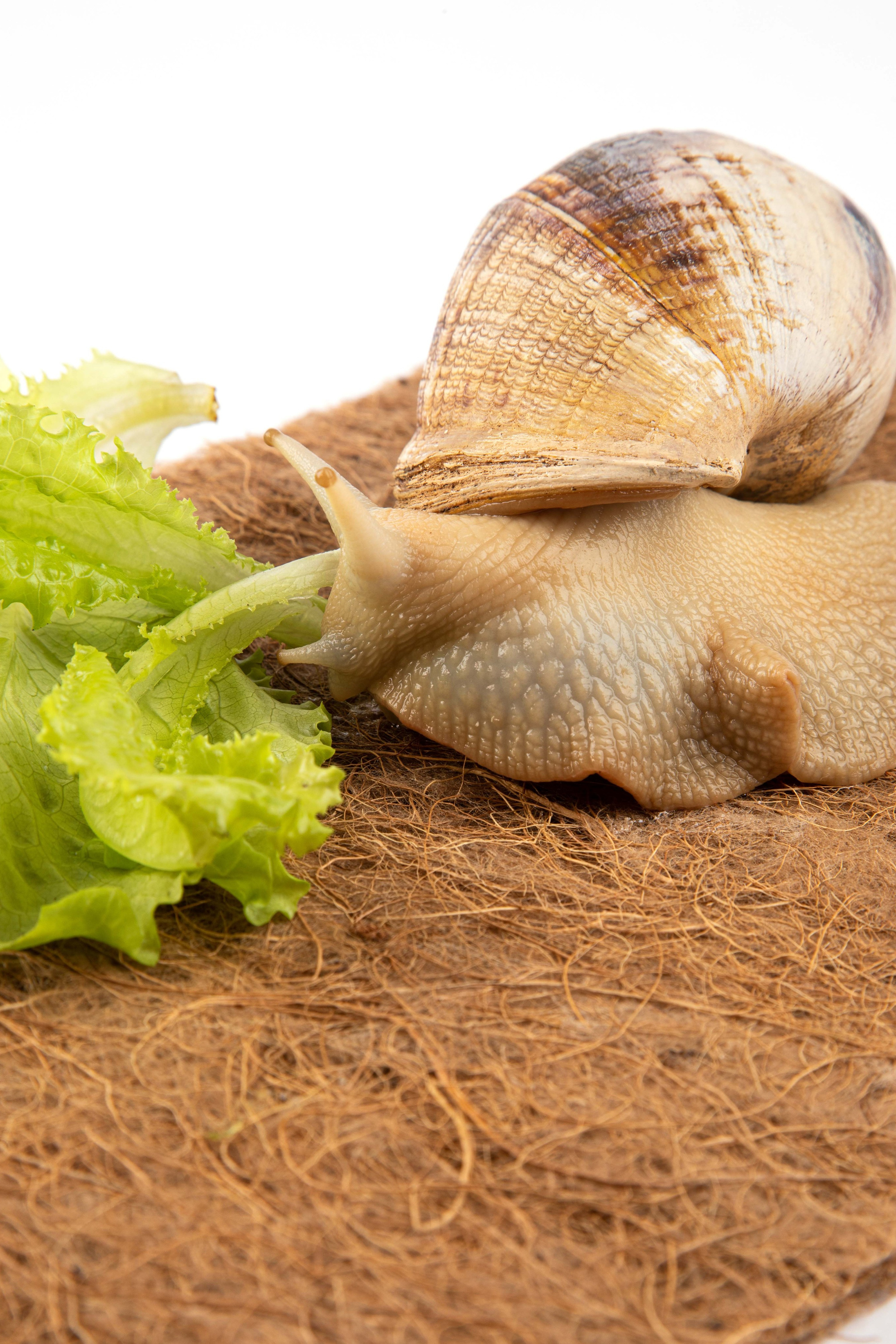 Коврики для террариума. Предметная фотостудия Елизаветы Антроповой. Новосибирск