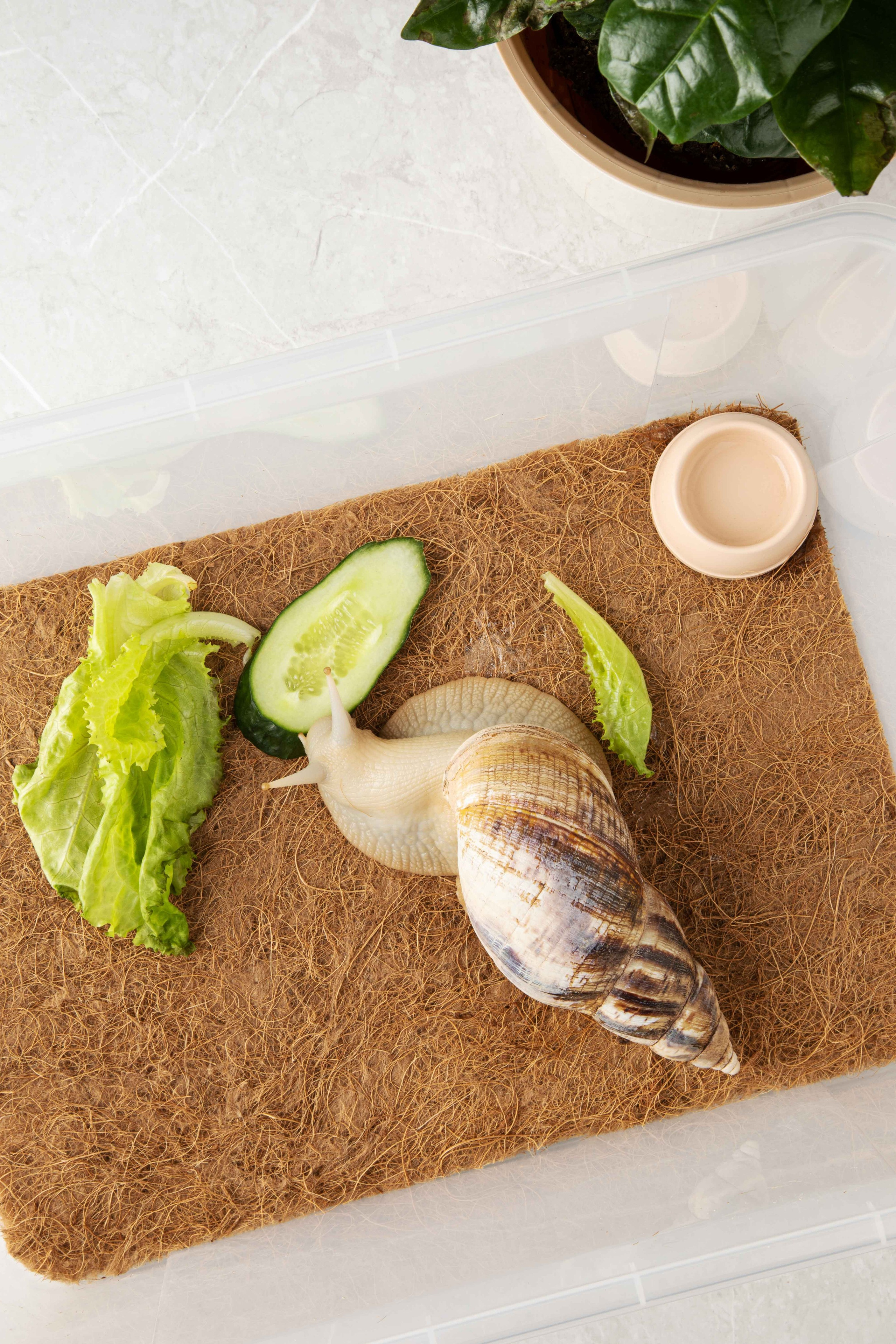 Коврики для террариума. Предметная фотостудия Елизаветы Антроповой. Новосибирск