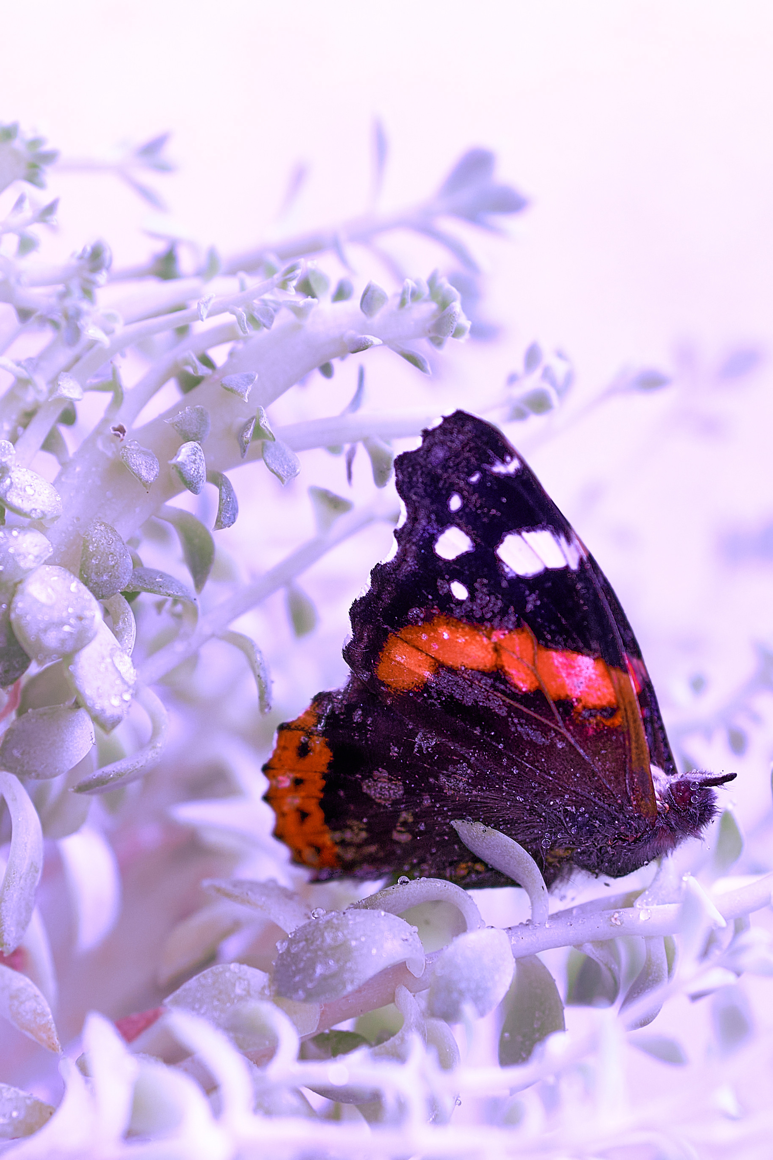 Autumn Cats. Фотограф людей и животных в Санкт-Петербурге Марина Бурмистрова