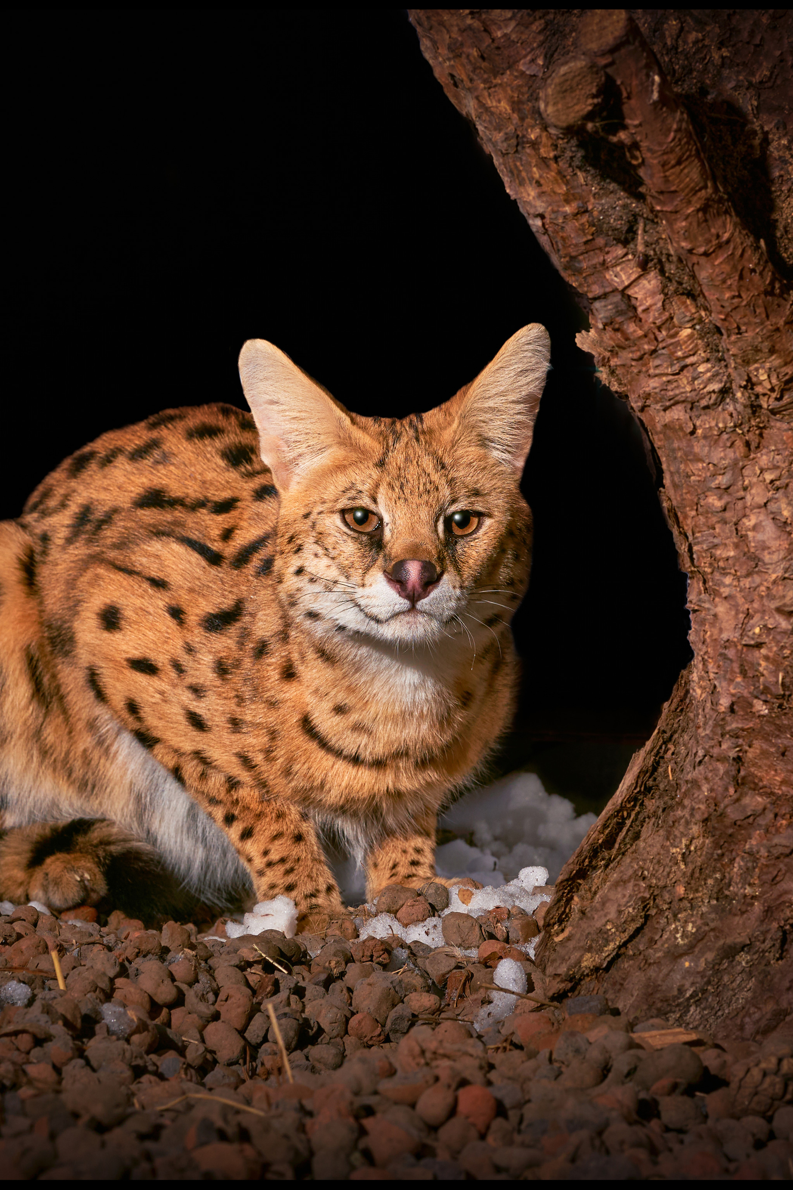 Блог фотографа. Фотограф людей и животных в Санкт-Петербурге Марина Бурмистрова