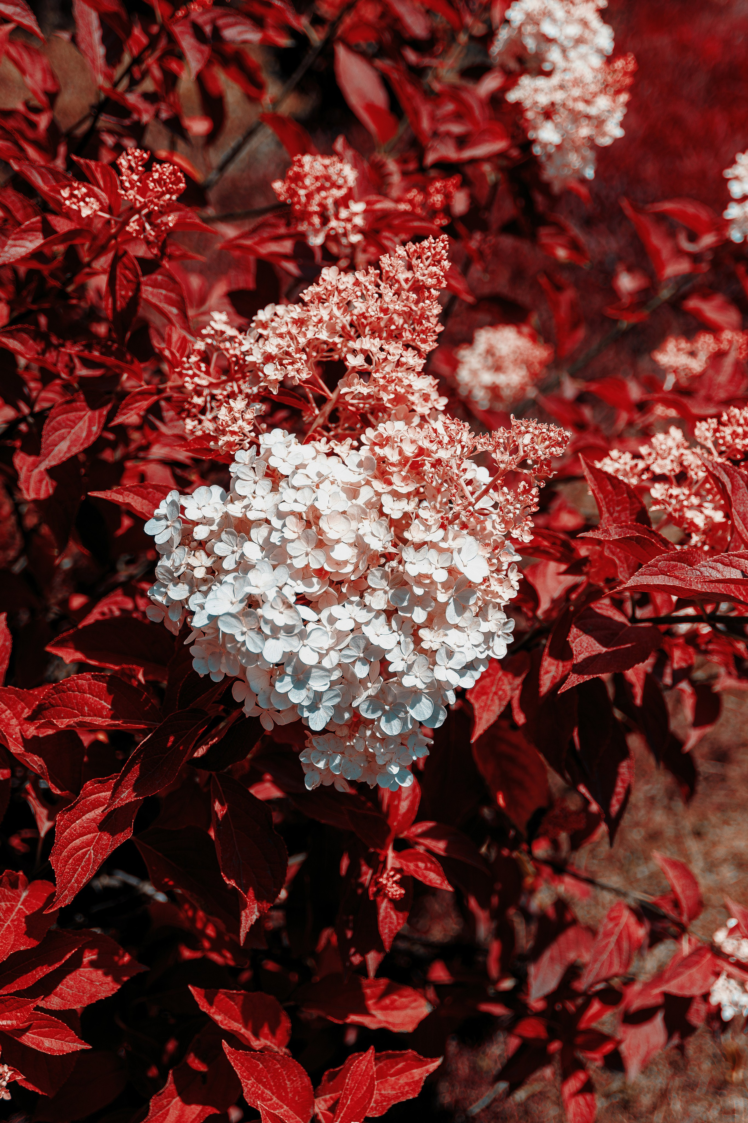 Фотосессия в японском стиле в краснодаре в парке Галицкого. прекрасный образ гейши и женская эстетика. Красивая природа Японии. 