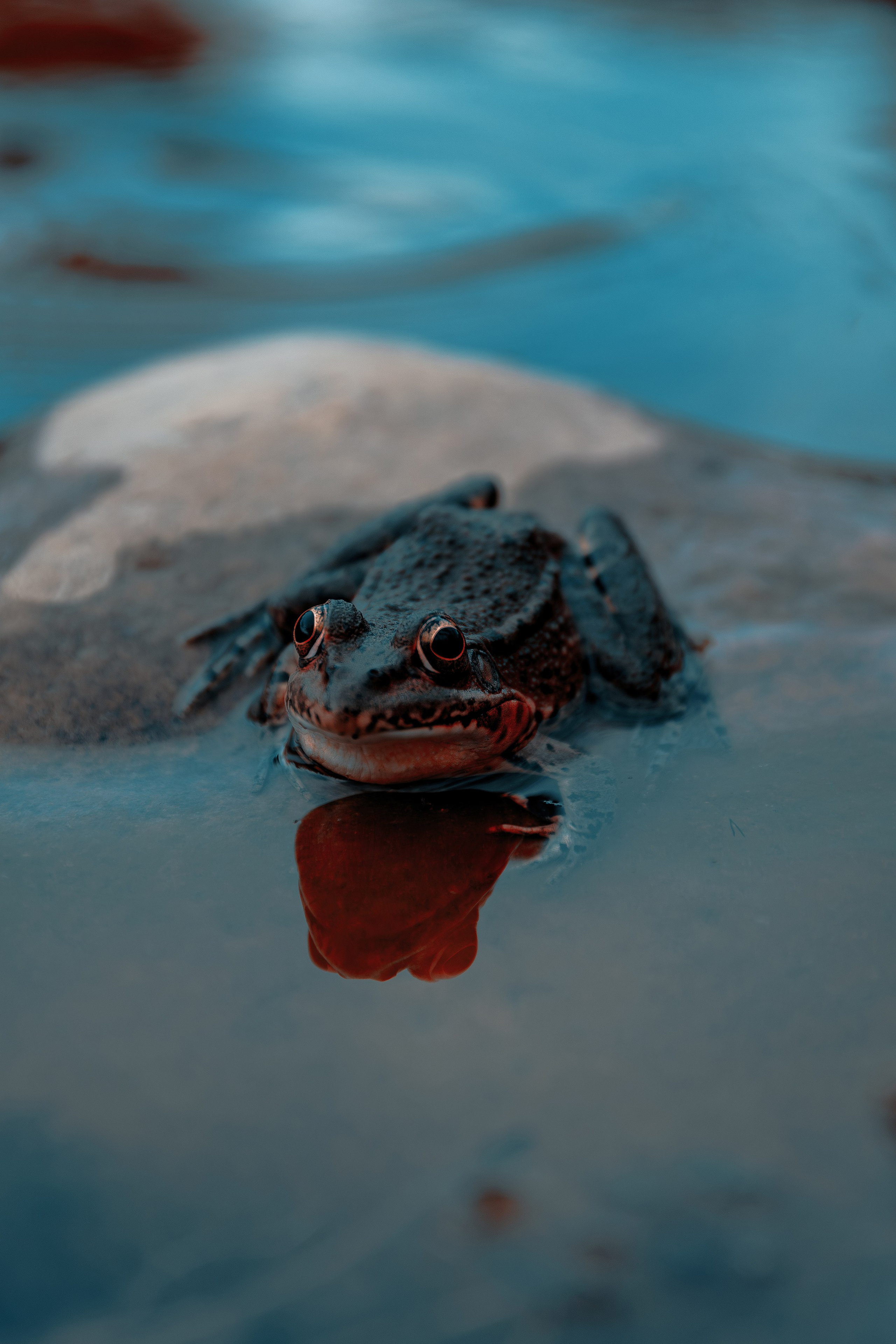 Фотосессия в японском стиле в краснодаре в парке Галицкого. прекрасный образ гейши и женская эстетика. Красивая природа Японии. 