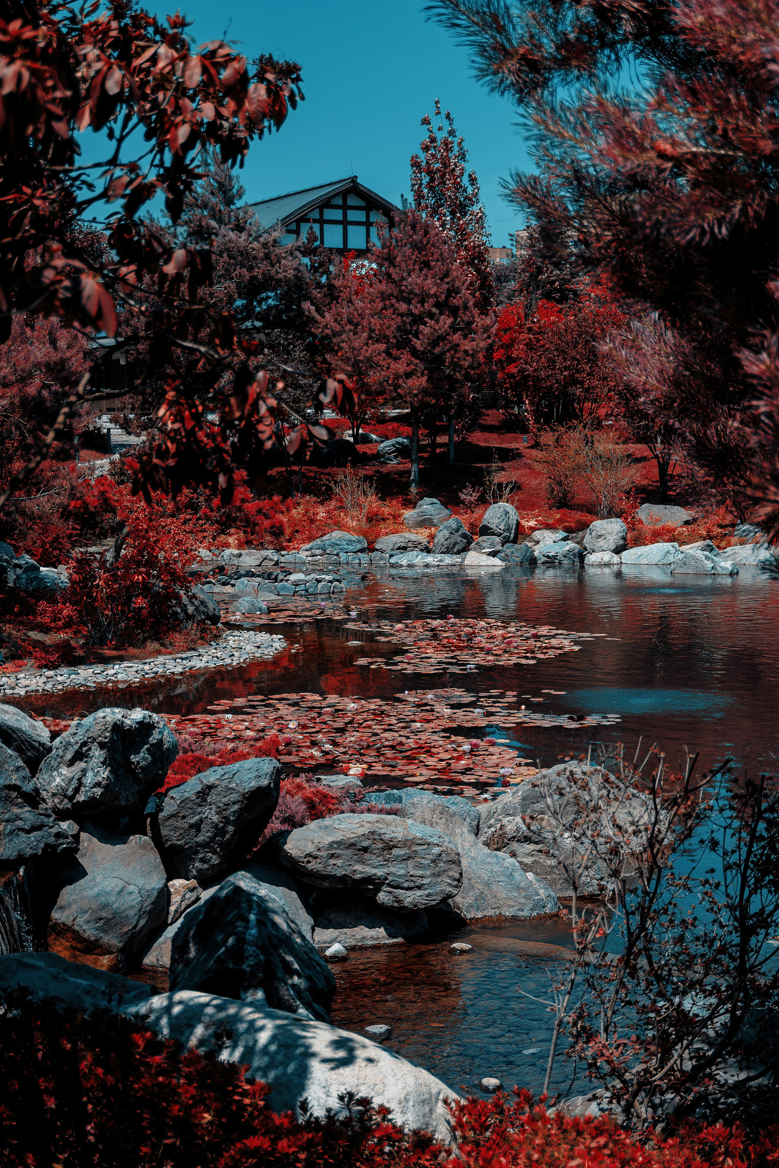 Фотосессия в японском стиле в краснодаре в парке Галицкого. прекрасный образ гейши и женская эстетика. Красивая природа Японии. 