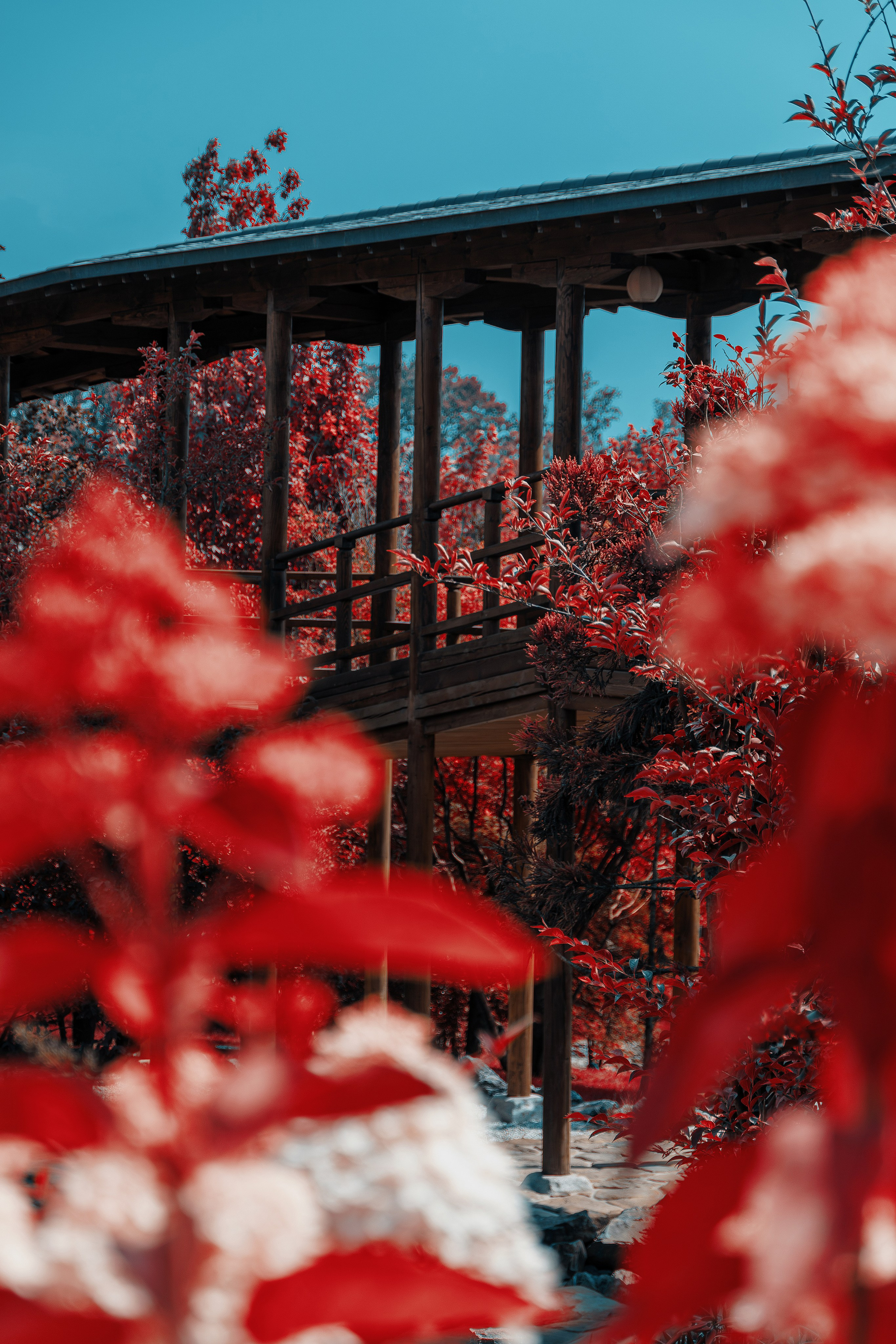 Фотосессия в японском стиле в краснодаре в парке Галицкого. прекрасный образ гейши и женская эстетика. Красивая природа Японии. 