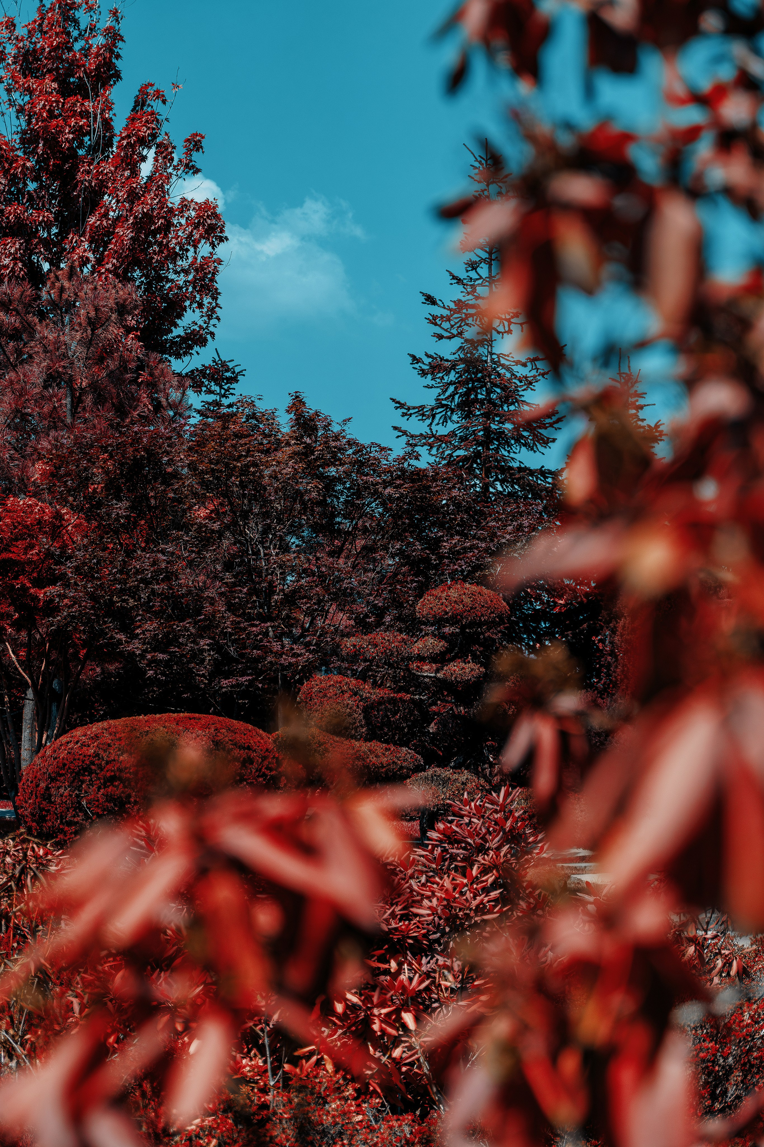 Фотосессия в японском стиле в краснодаре в парке Галицкого. прекрасный образ гейши и женская эстетика. Красивая природа Японии. 