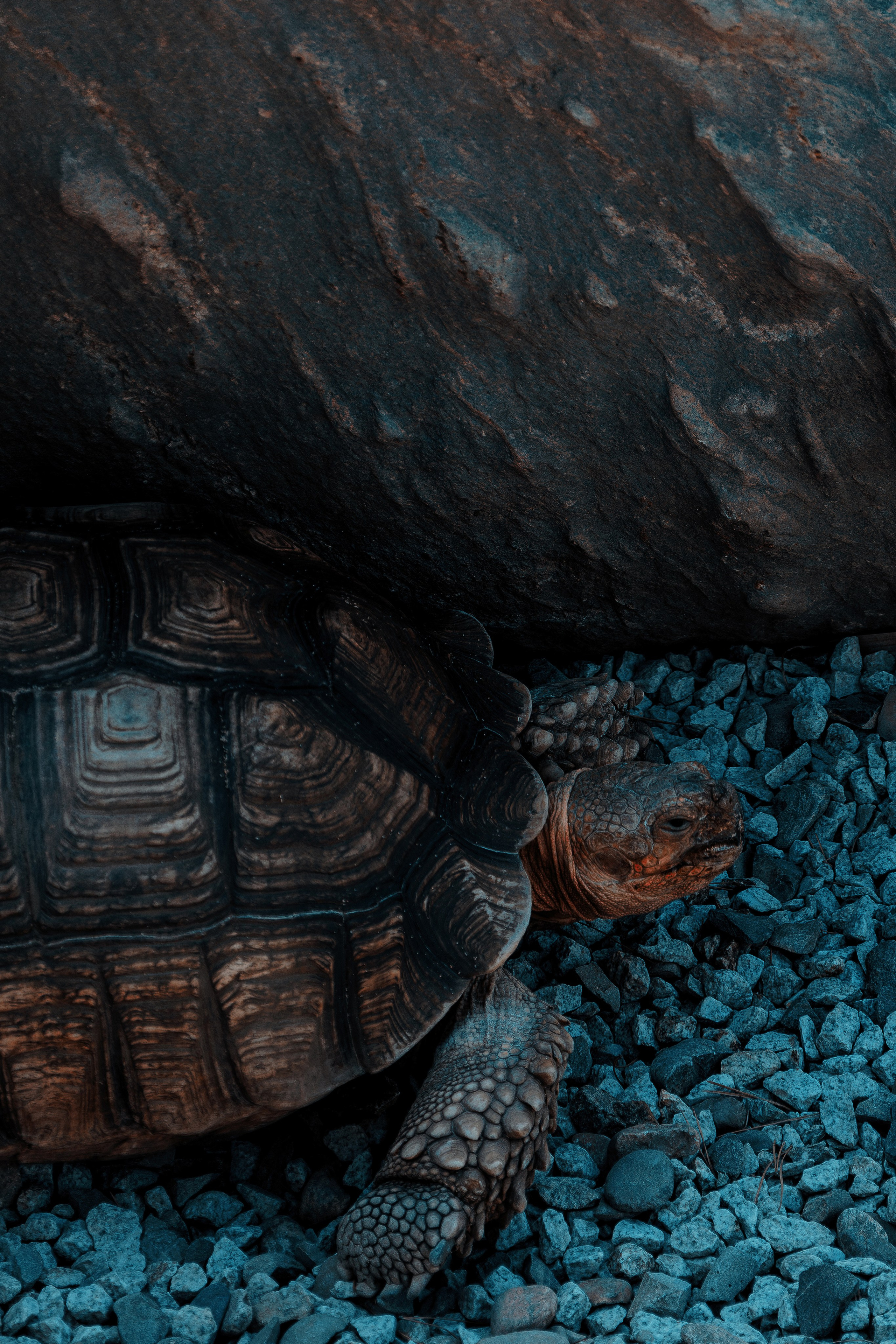 Фотосессия в японском стиле в краснодаре в парке Галицкого. прекрасный образ гейши и женская эстетика. Красивая природа Японии. 