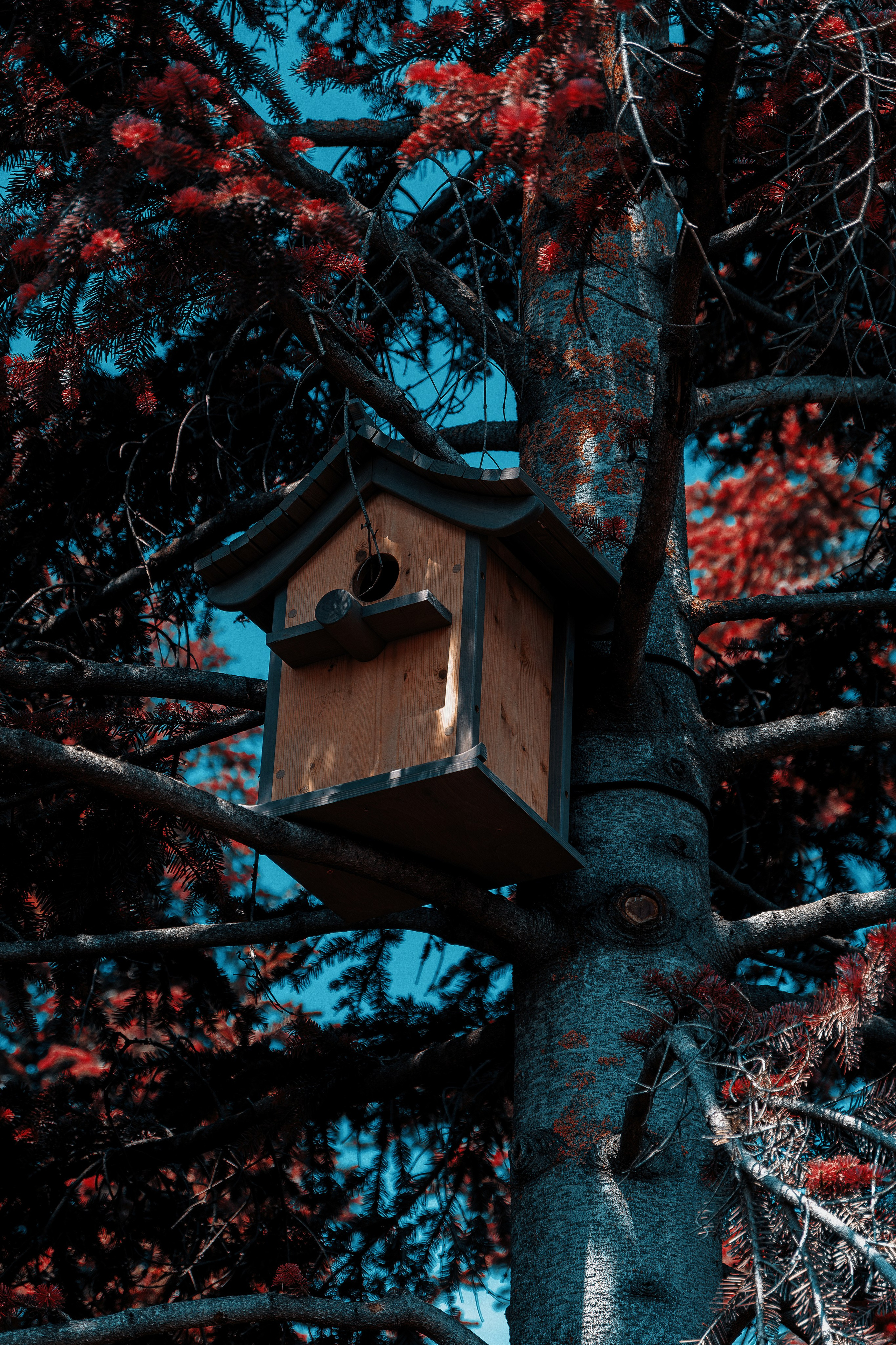 Фотосессия в японском стиле в краснодаре в парке Галицкого. прекрасный образ гейши и женская эстетика. Красивая природа Японии. 