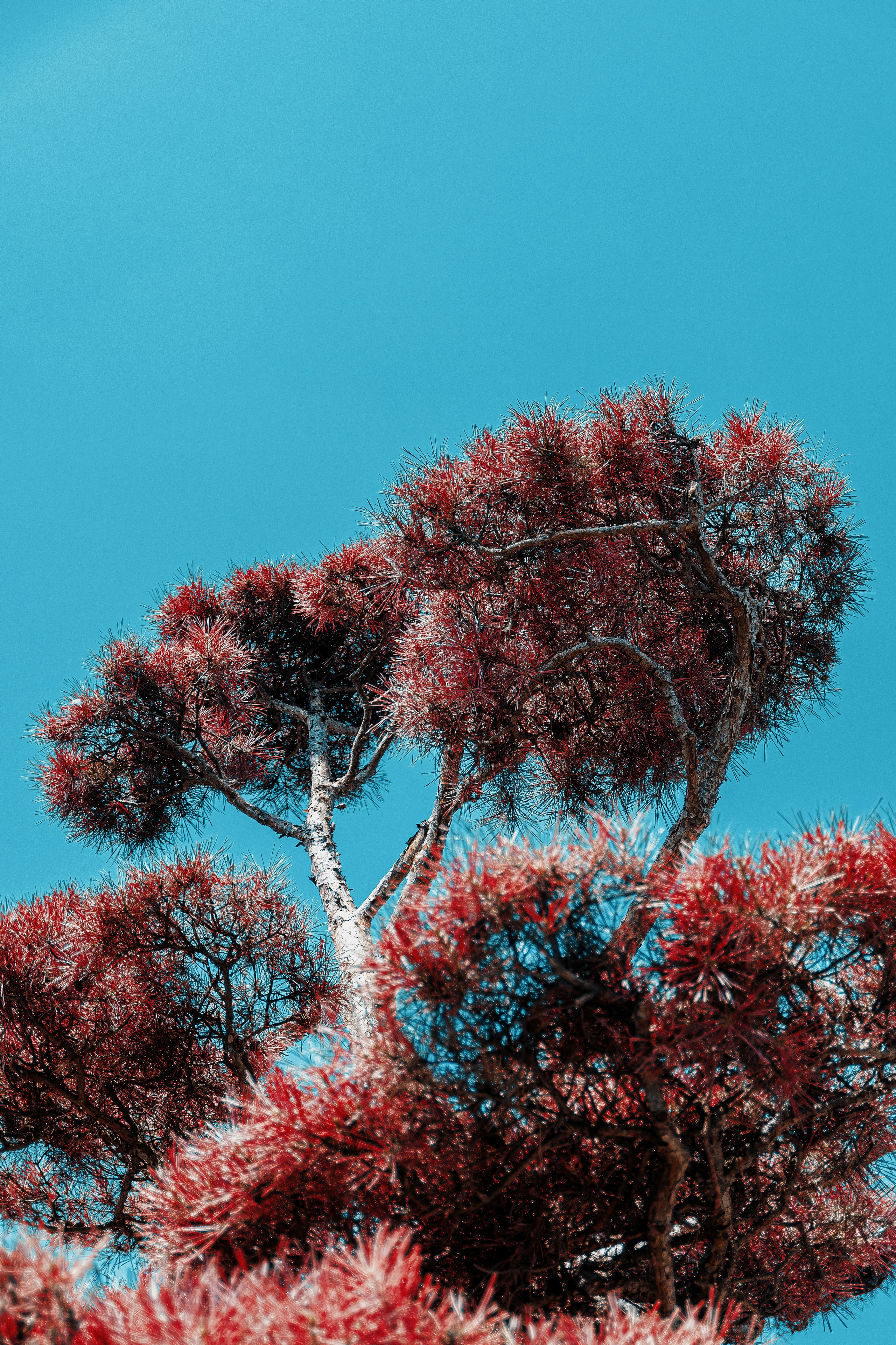 Фотосессия в японском стиле в краснодаре в парке Галицкого. прекрасный образ гейши и женская эстетика. Красивая природа Японии. 